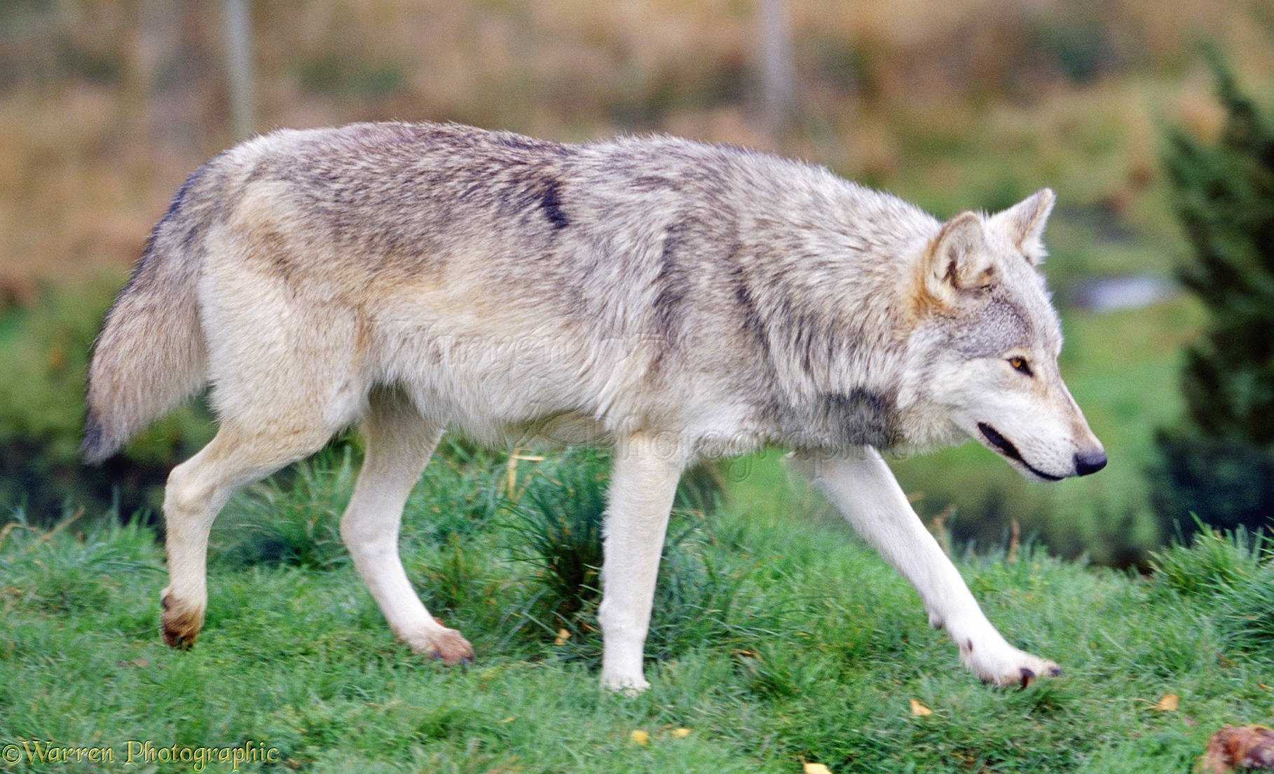 Grey wolf photo