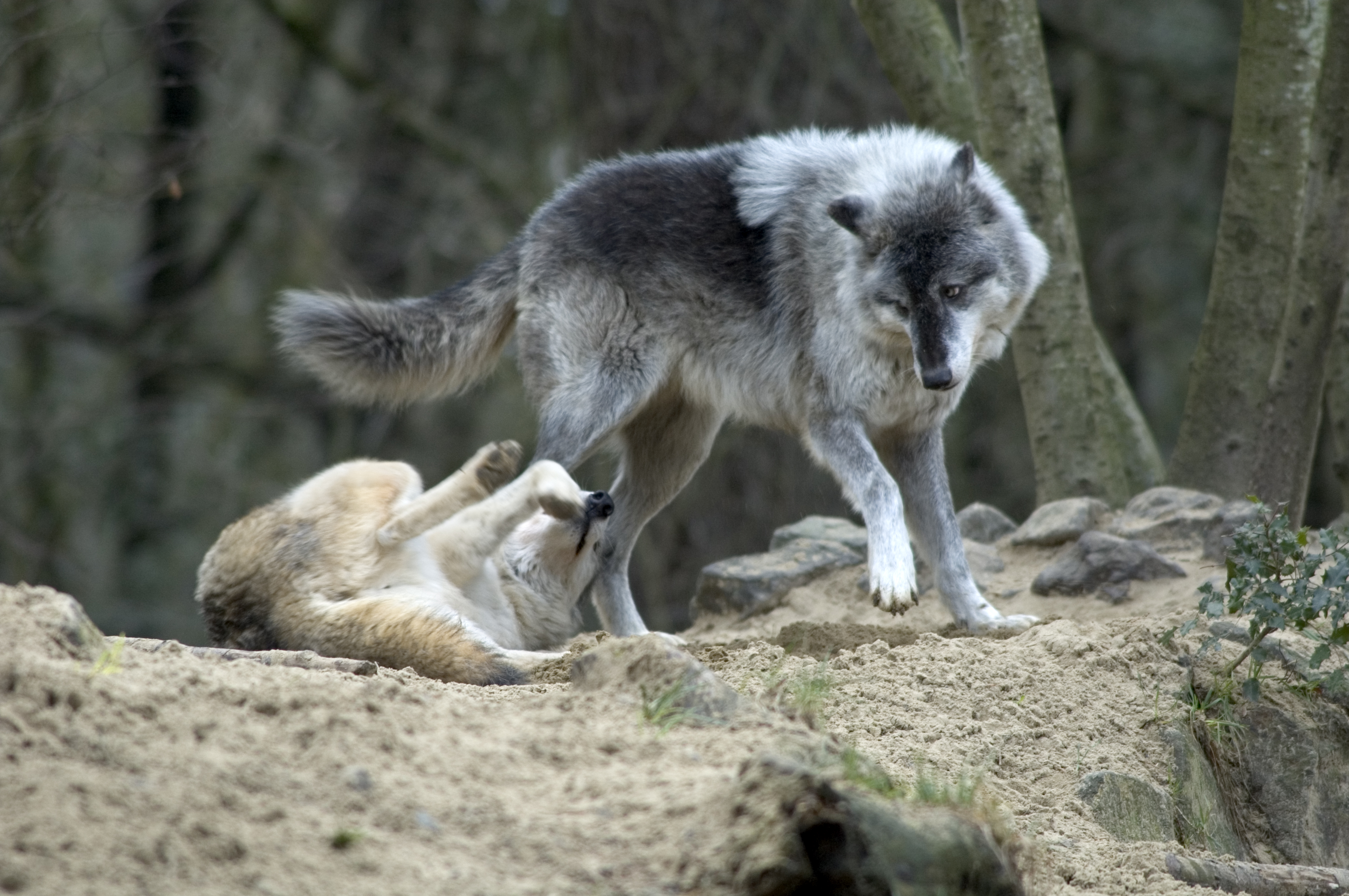 grey wolf | Oregon Zoo