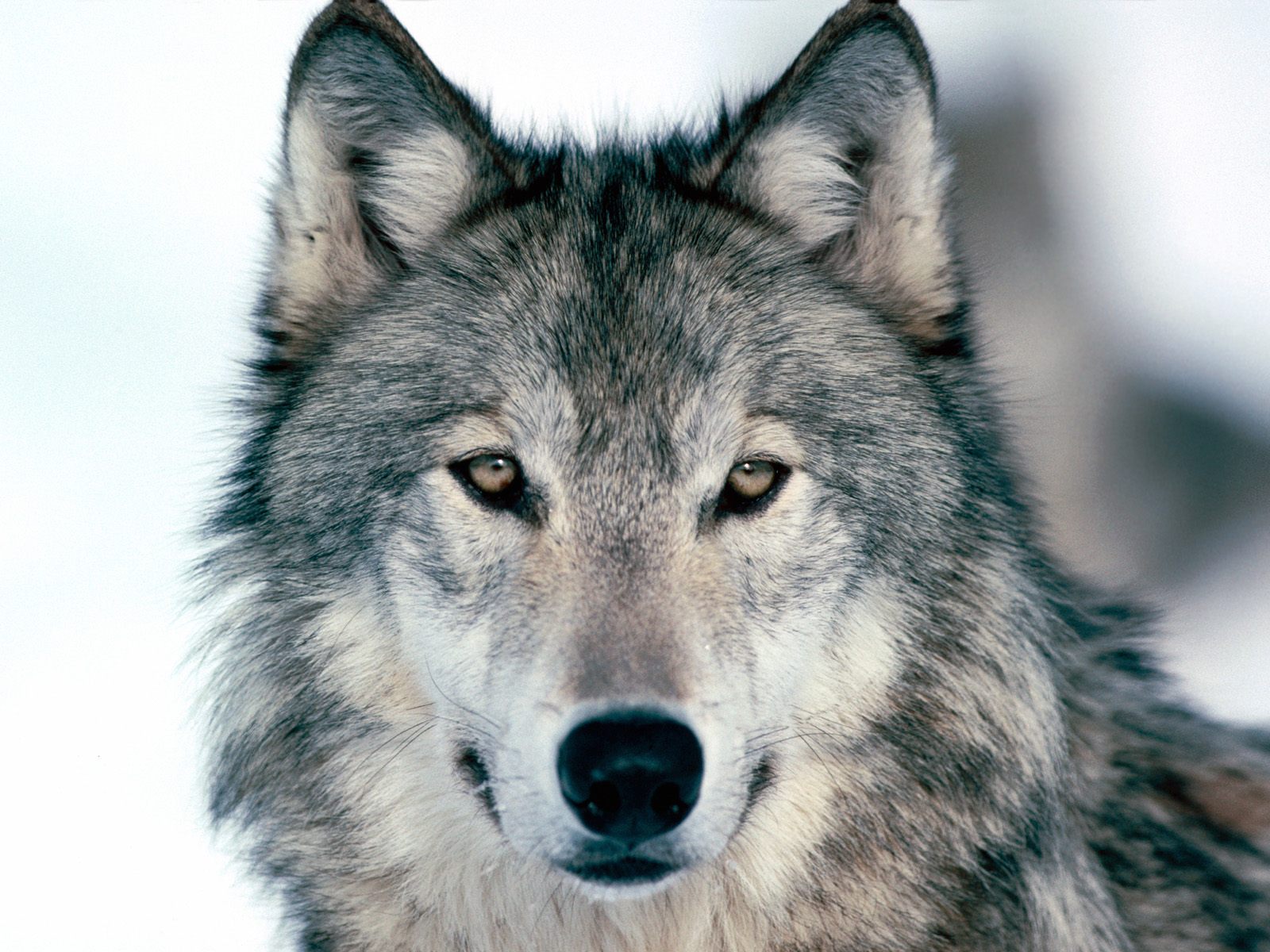 Image - Grey-wolf-03.jpg | Animal Jam Clans Wiki | FANDOM powered by ...