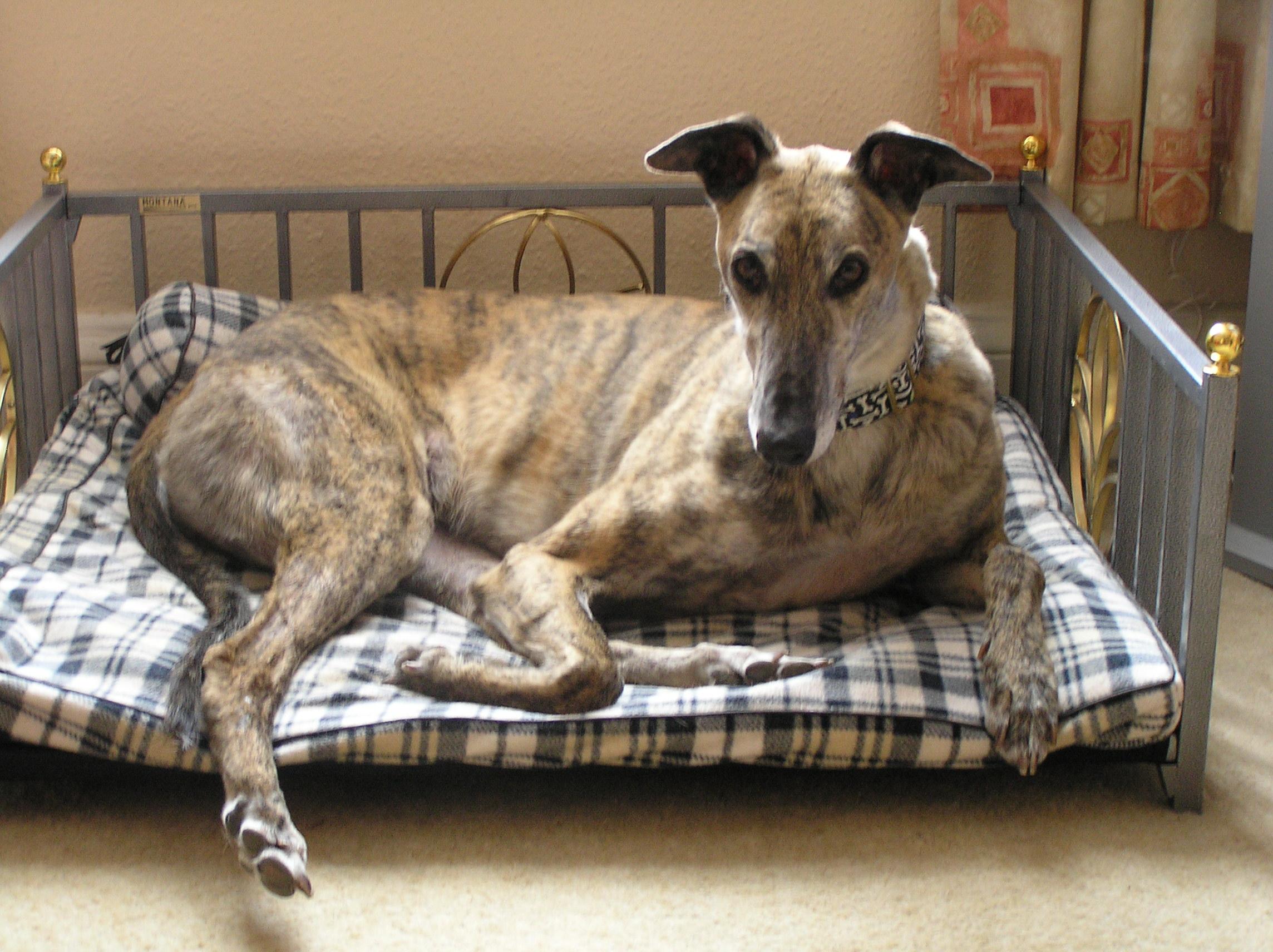 Greyhound Rescue Jersey - Latest News