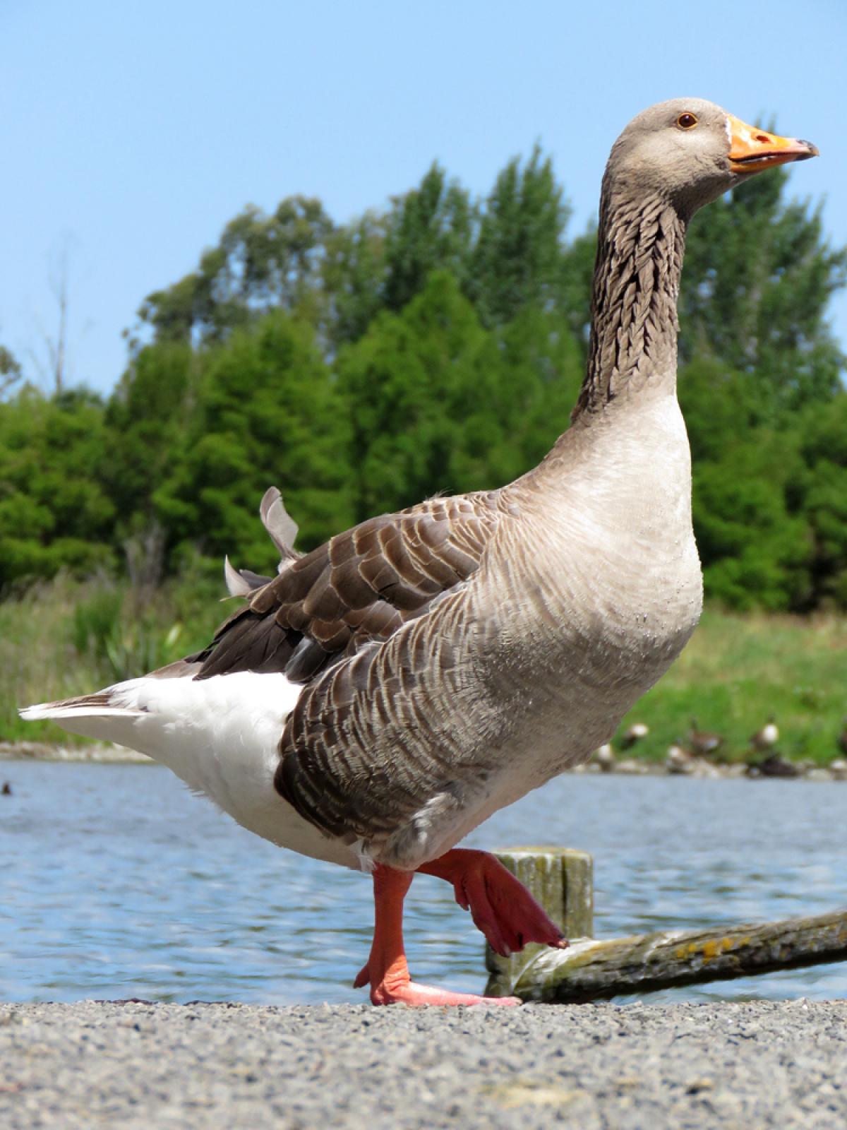 Greylag goose photo