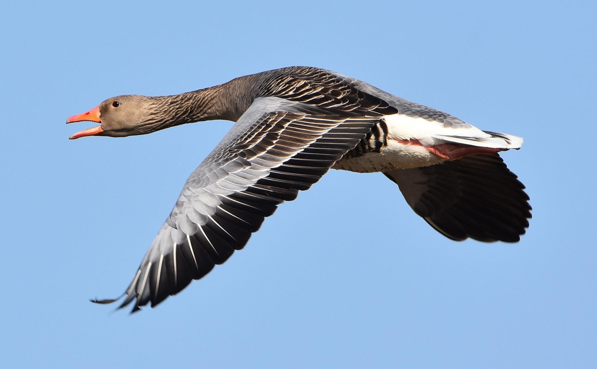 Greylag Goose (Anser anser) Greylag Goose | the Internet Bird ...