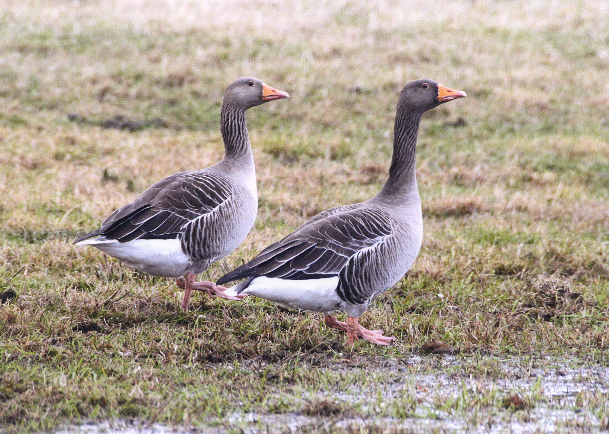 Ray Colliers Country Diary - Greylag Geese - Wilderness Cottages ...