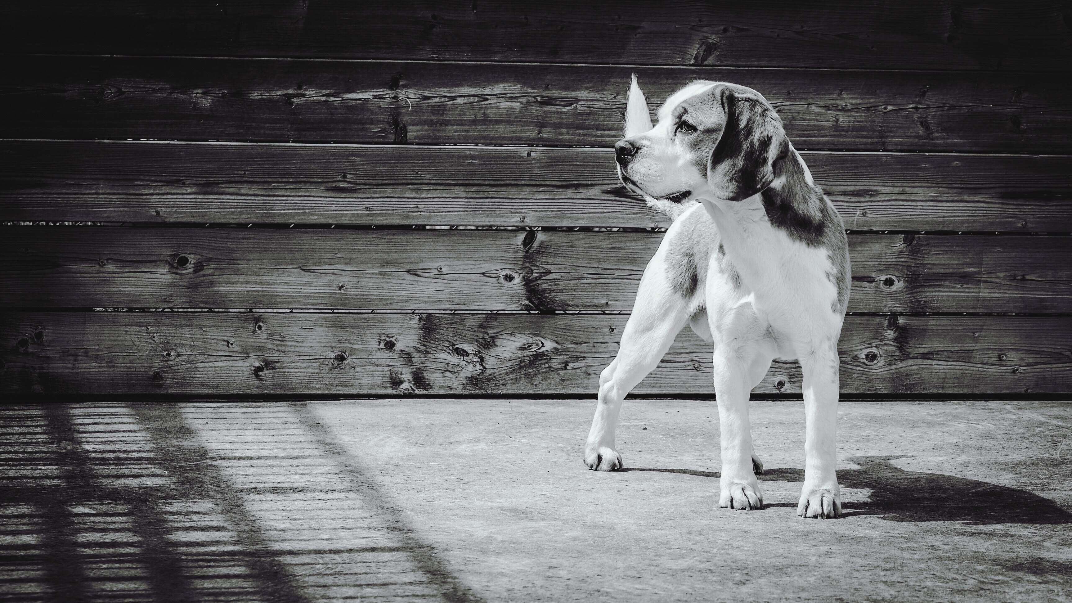 Greyscale photgraphy of beagle photo