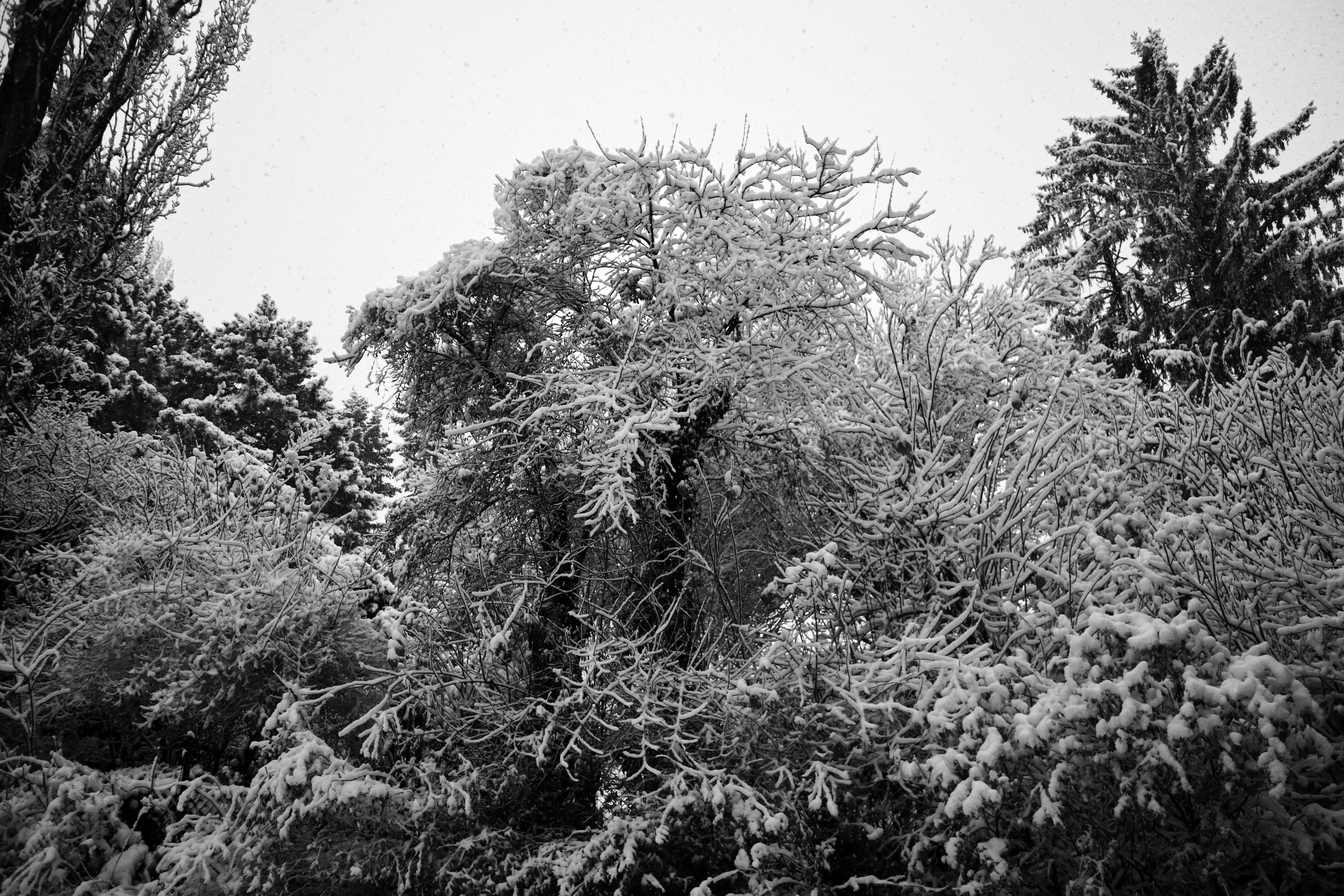 Greyscale photography of trees