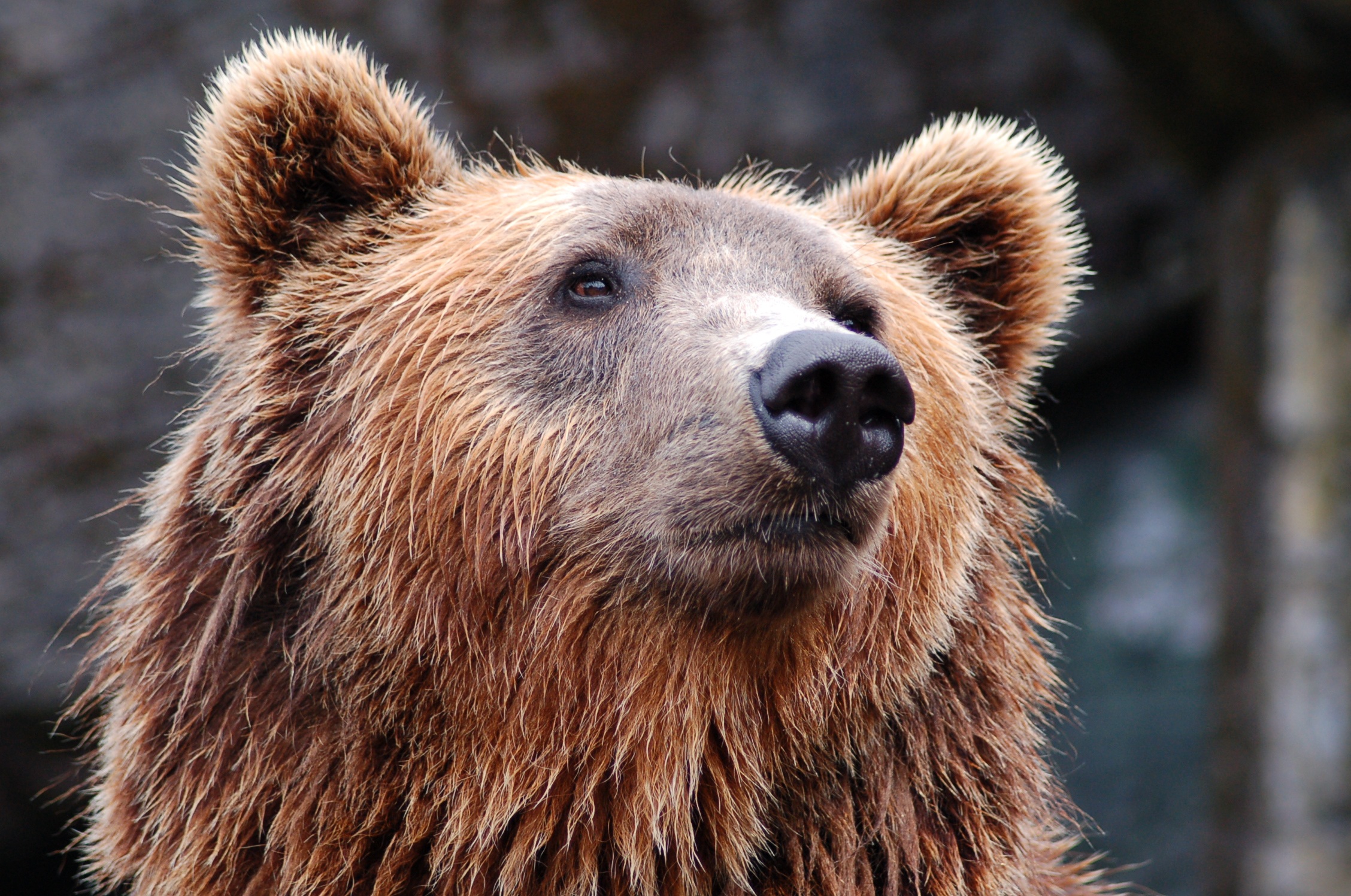 Grizzly Bear, Bear, Brown, Grizzly, Wild, HQ Photo