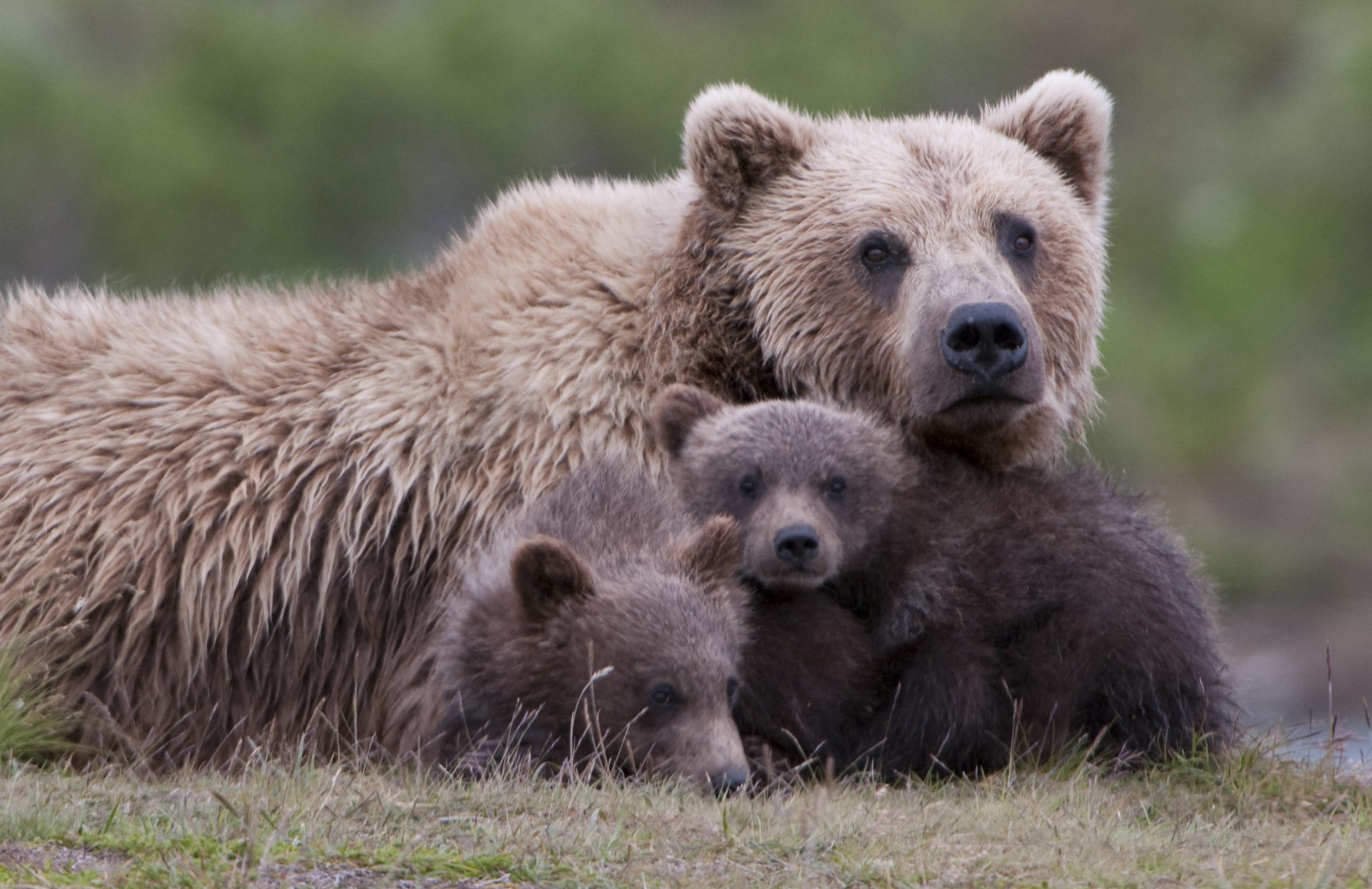 Grizzly Bears in Northeast Washington | Conservation Northwest ...