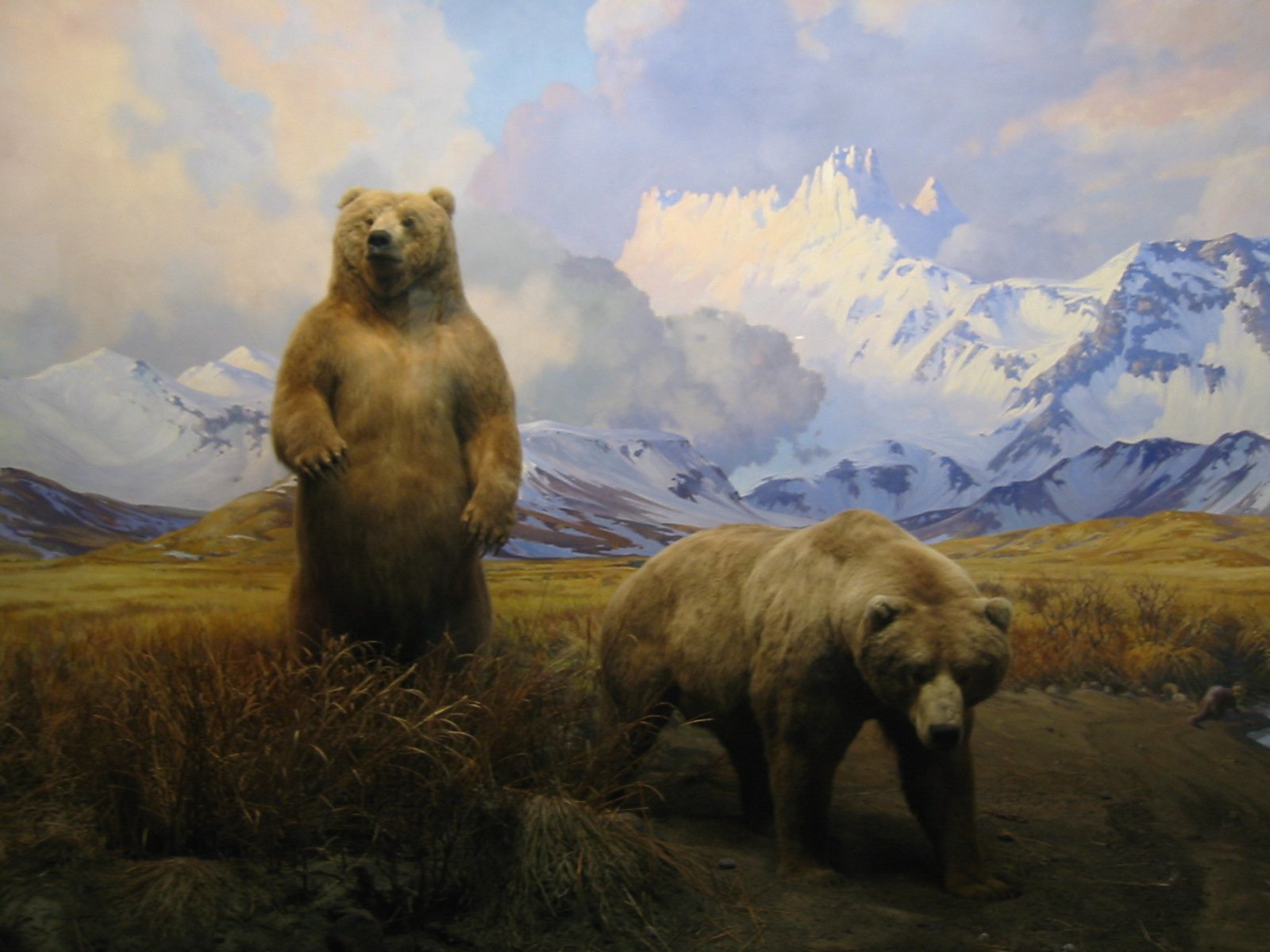 Grizzly bear mountain scene photo