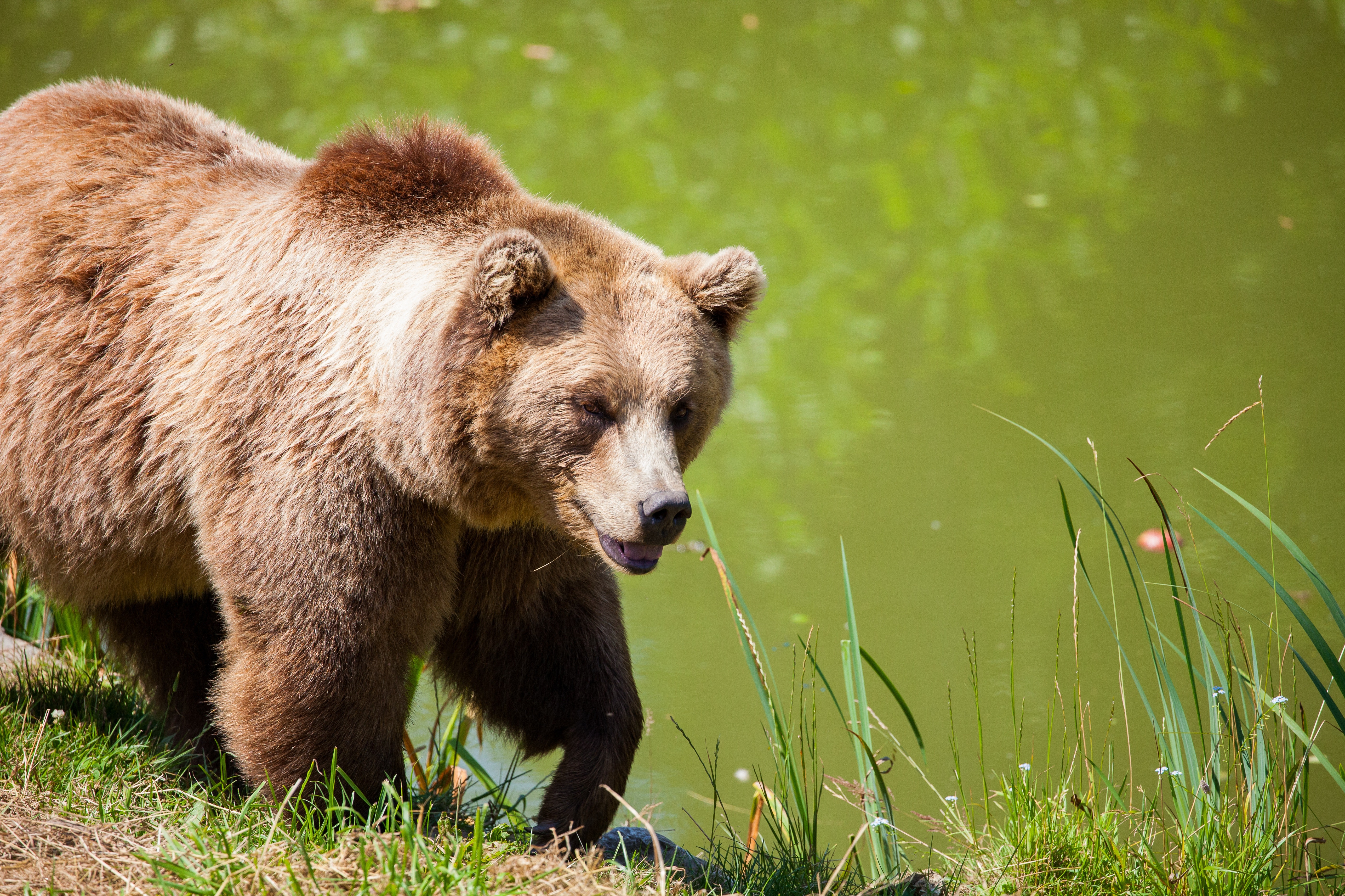 Grizzly bear walking beside pond photo