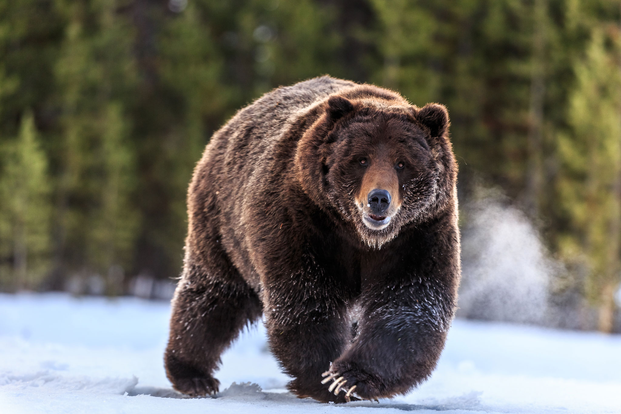 Yellowstone's Grizzly Bears Should Not Be Hunted