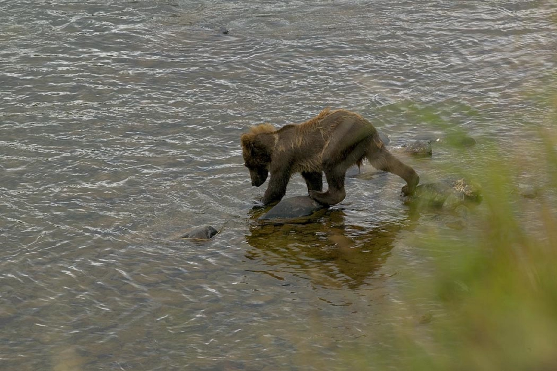 Grizzly in the river photo