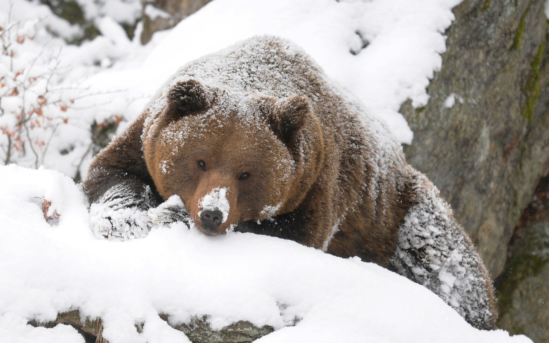 bear grizzly winter HD wallpaper