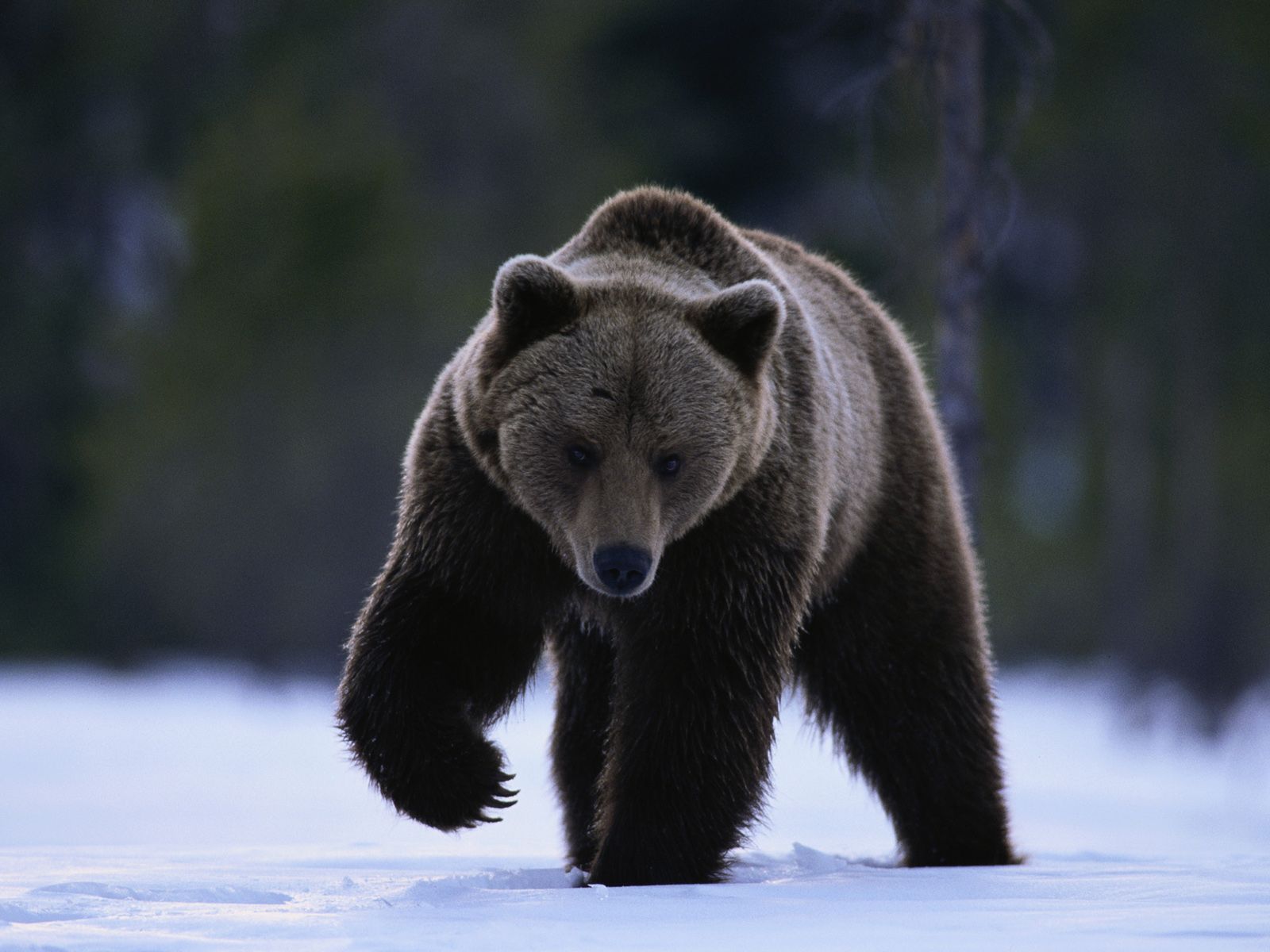 Brown bear in winter | The beauty of wildlife | Pinterest | Bears ...