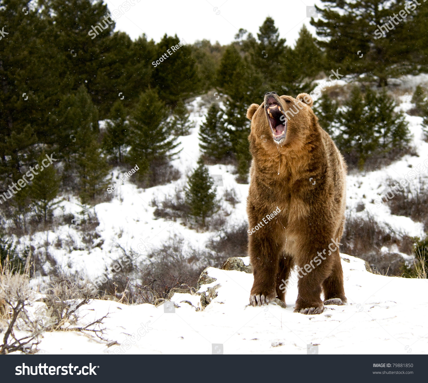 Roaring Grizzly On Winter Hill Stock Photo (Download Now) 79881850 ...