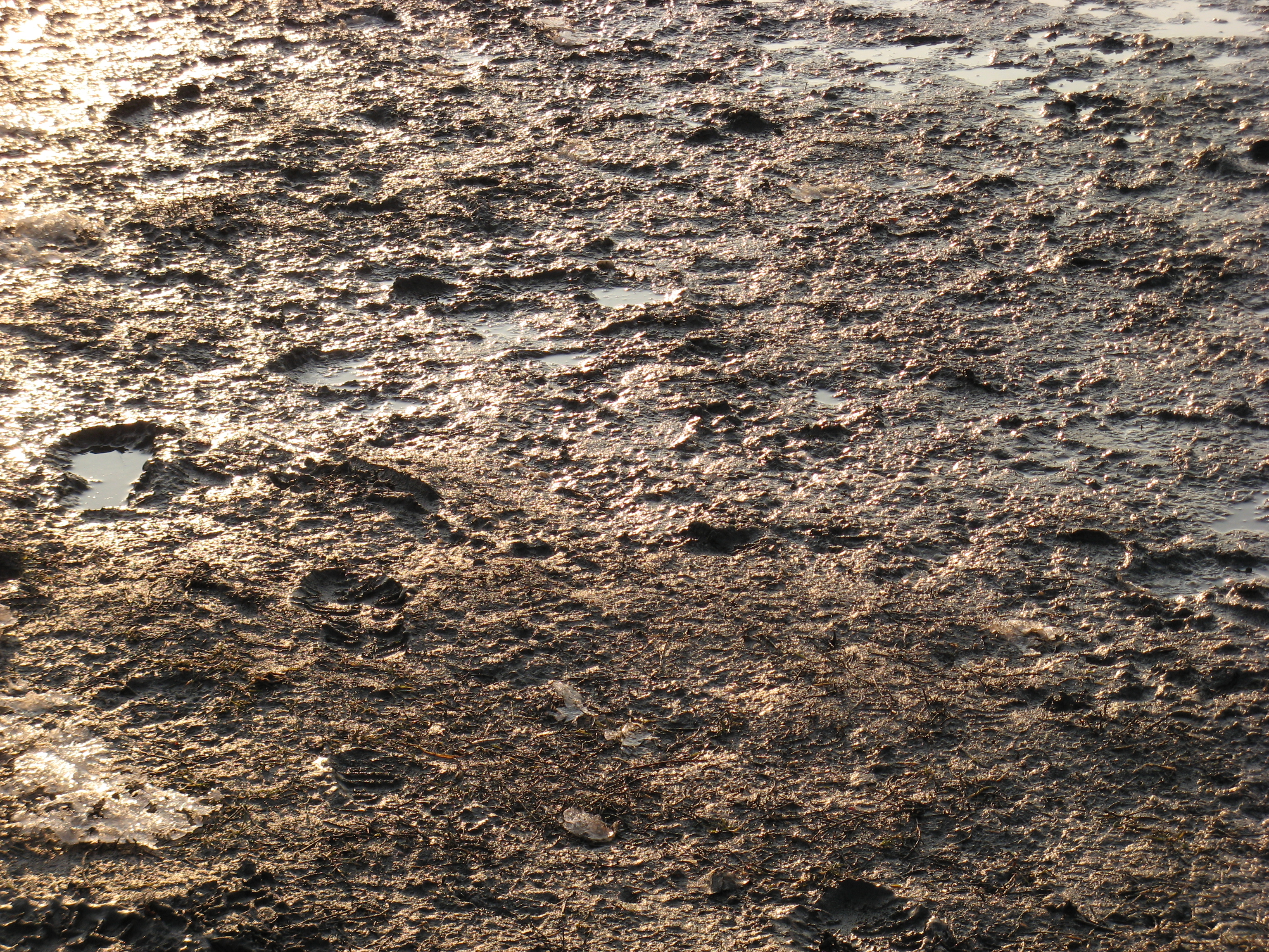 Free Ground texture (mud, dirt, puddle)