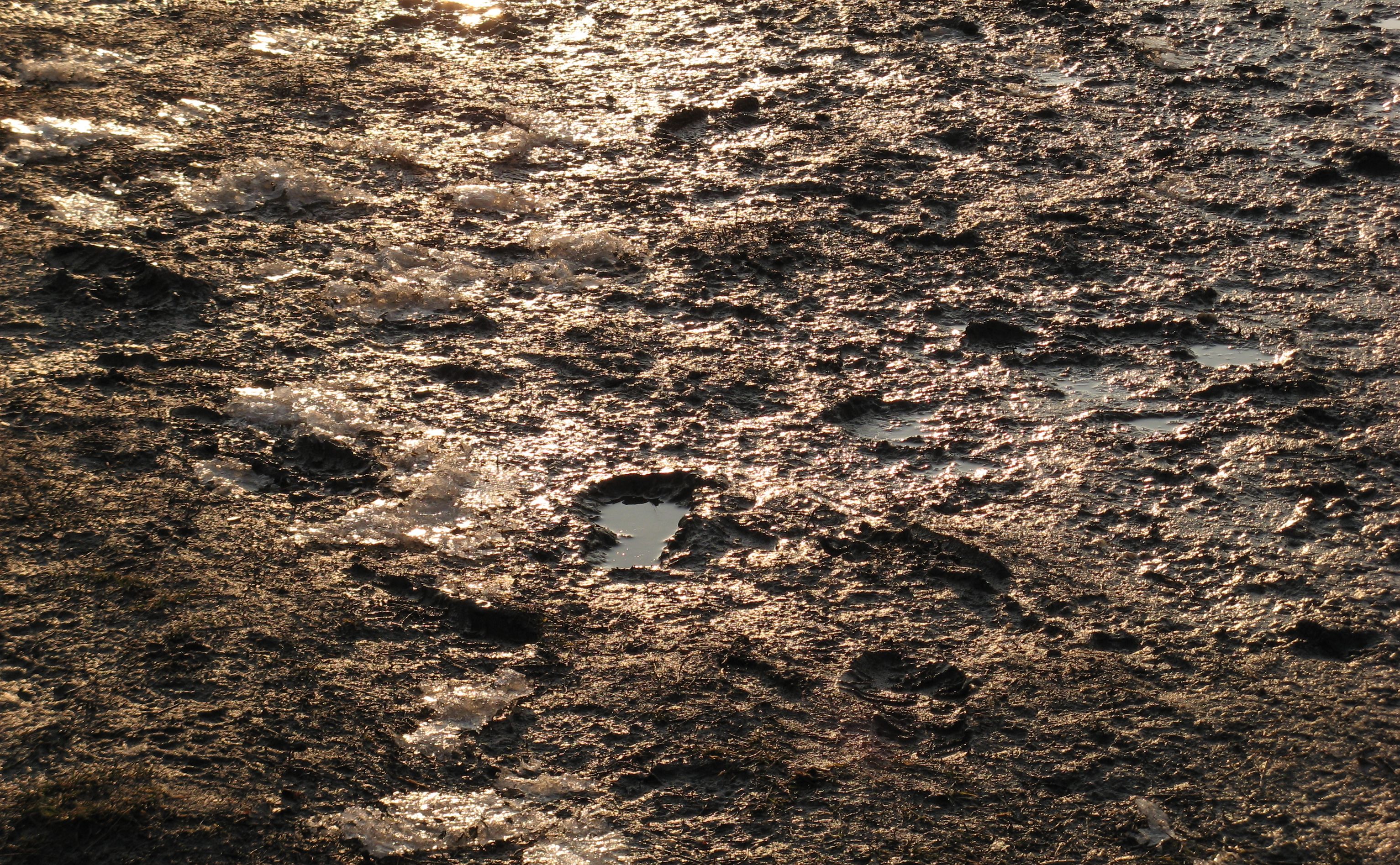 Free Ground texture (mud, dirt, puddle)