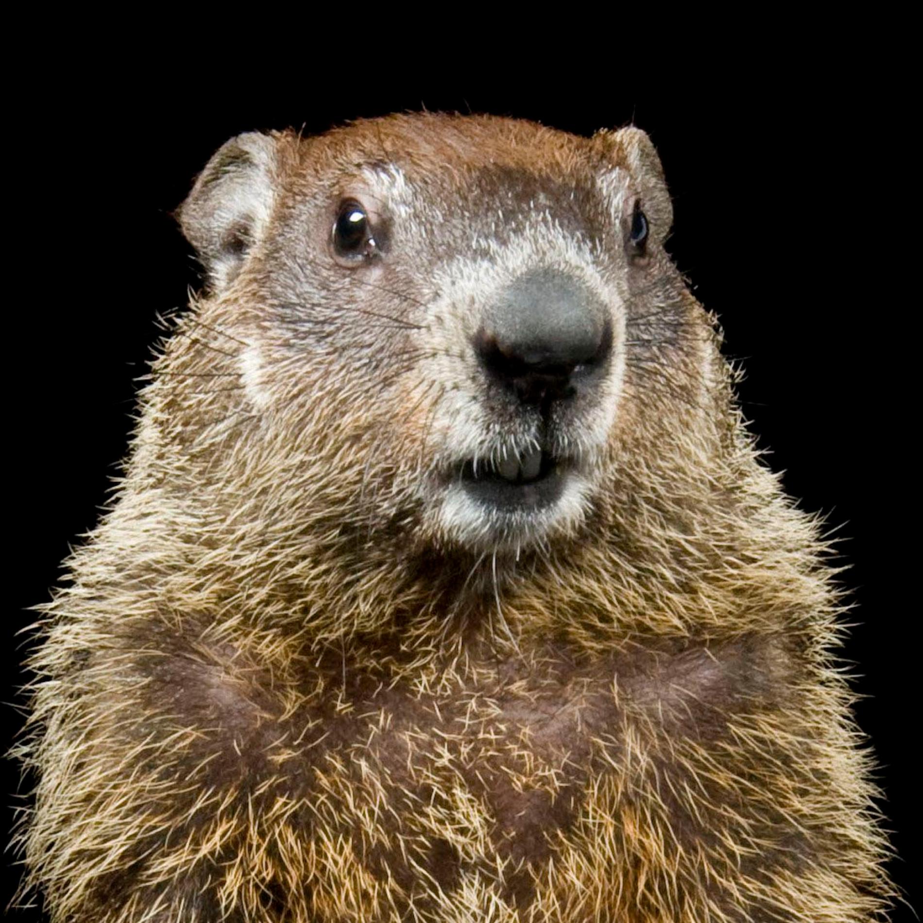 Groundhog | National Geographic