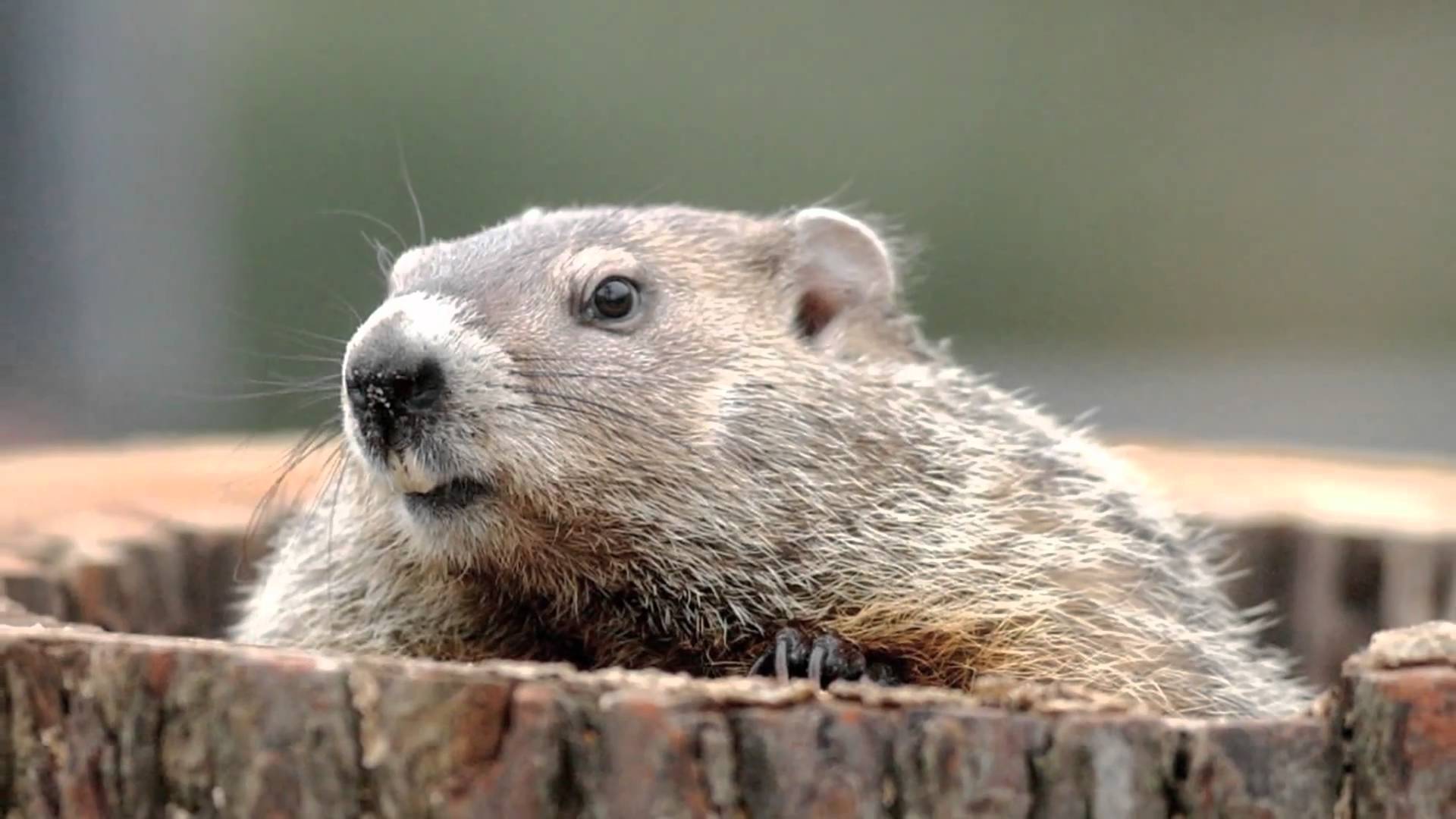 Groundhogs!! - YouTube