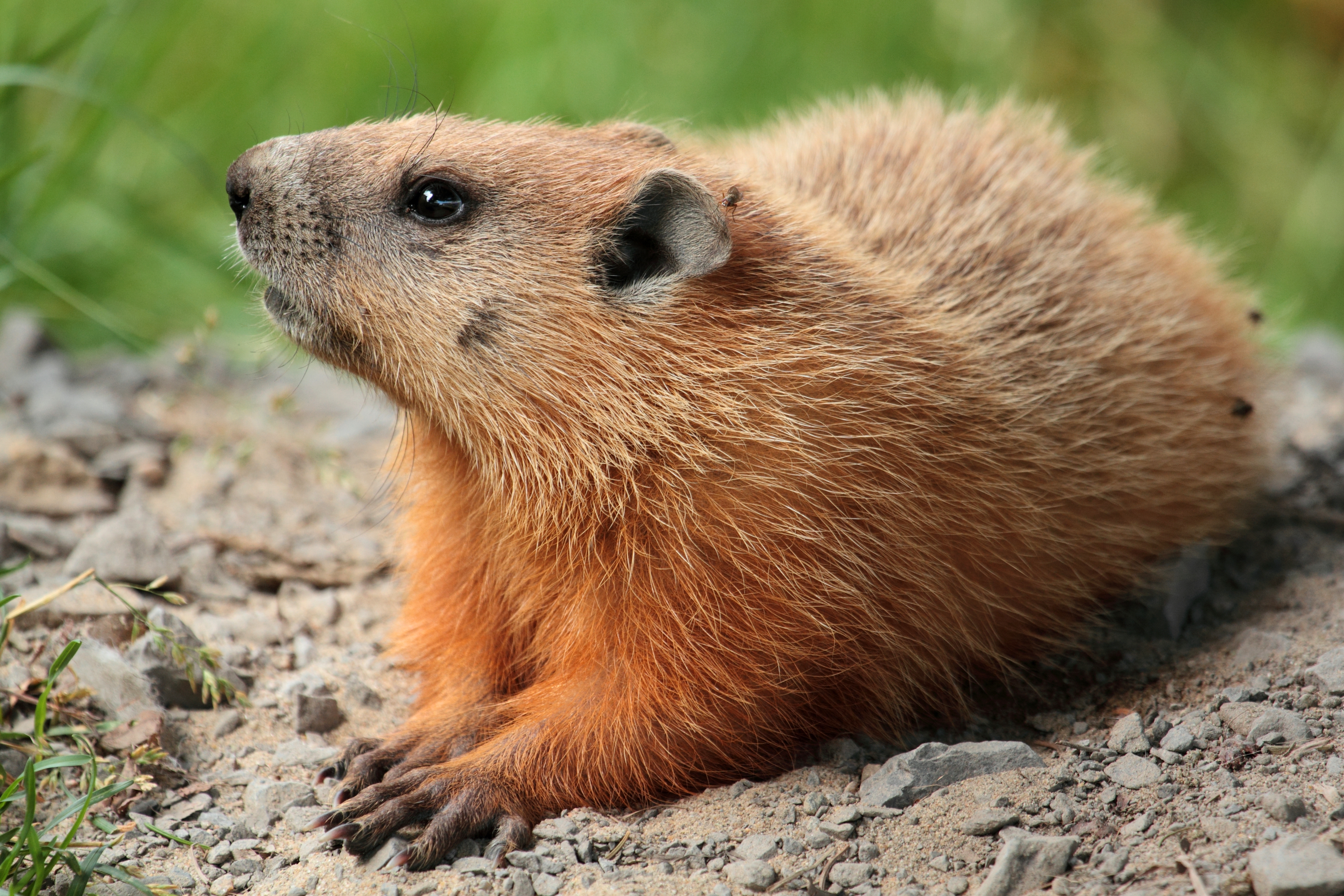 Groundhog - Wikipedia