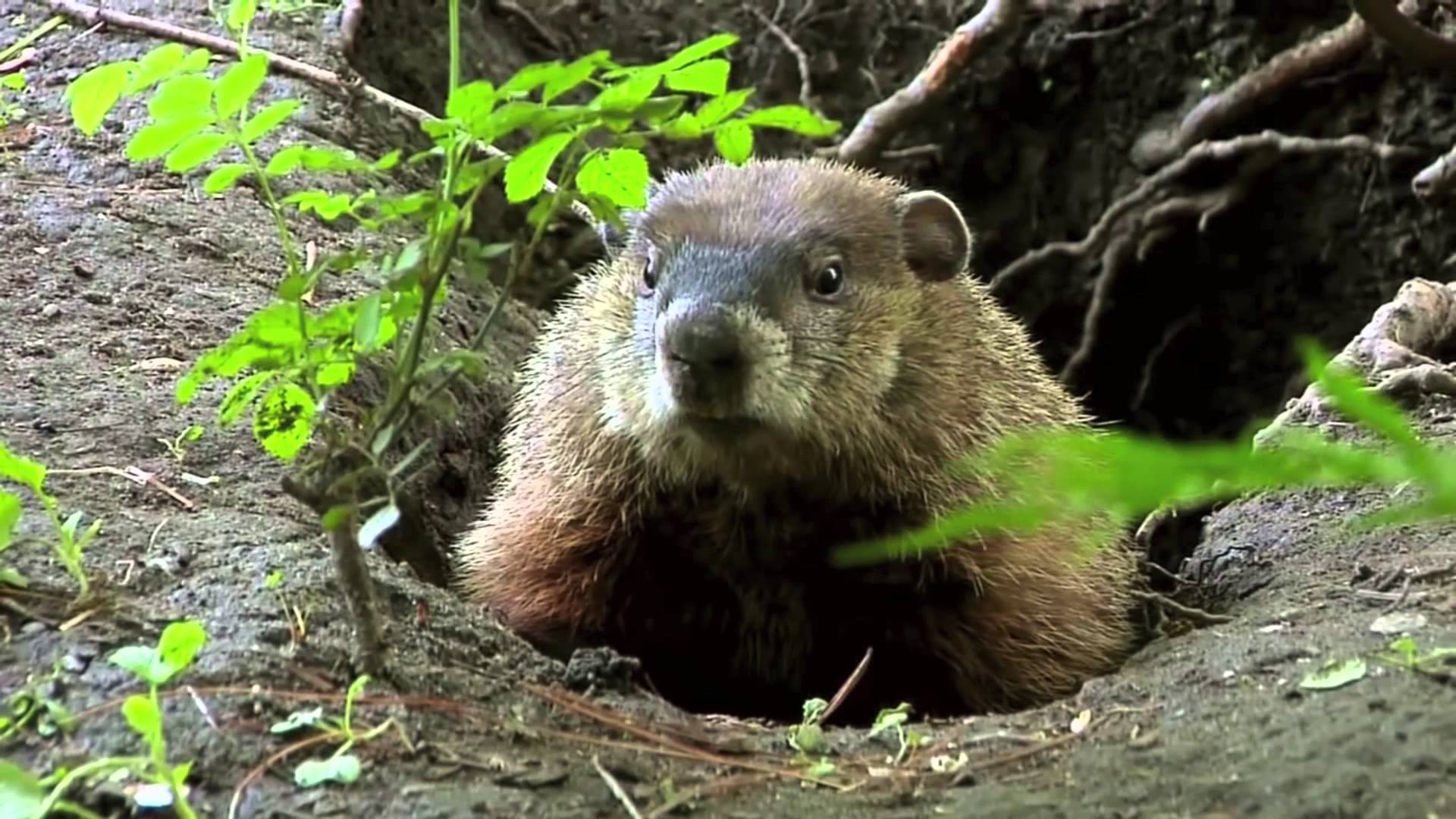 True Facts About the Groundhog - YouTube