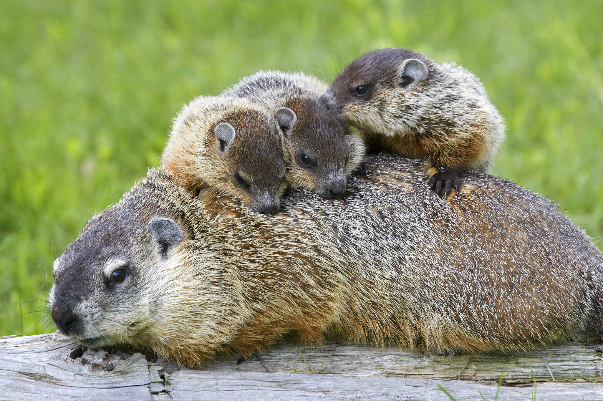 9 Things You Didn't Know About Groundhogs – National Geographic Blog