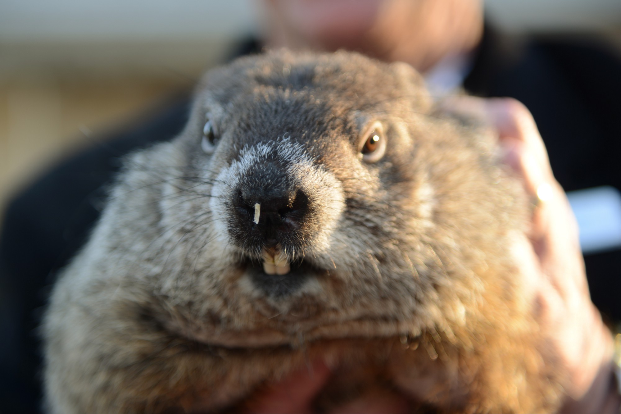 How Accurate are Groundhog Day Predictions? – Jeremy Neiman – Medium