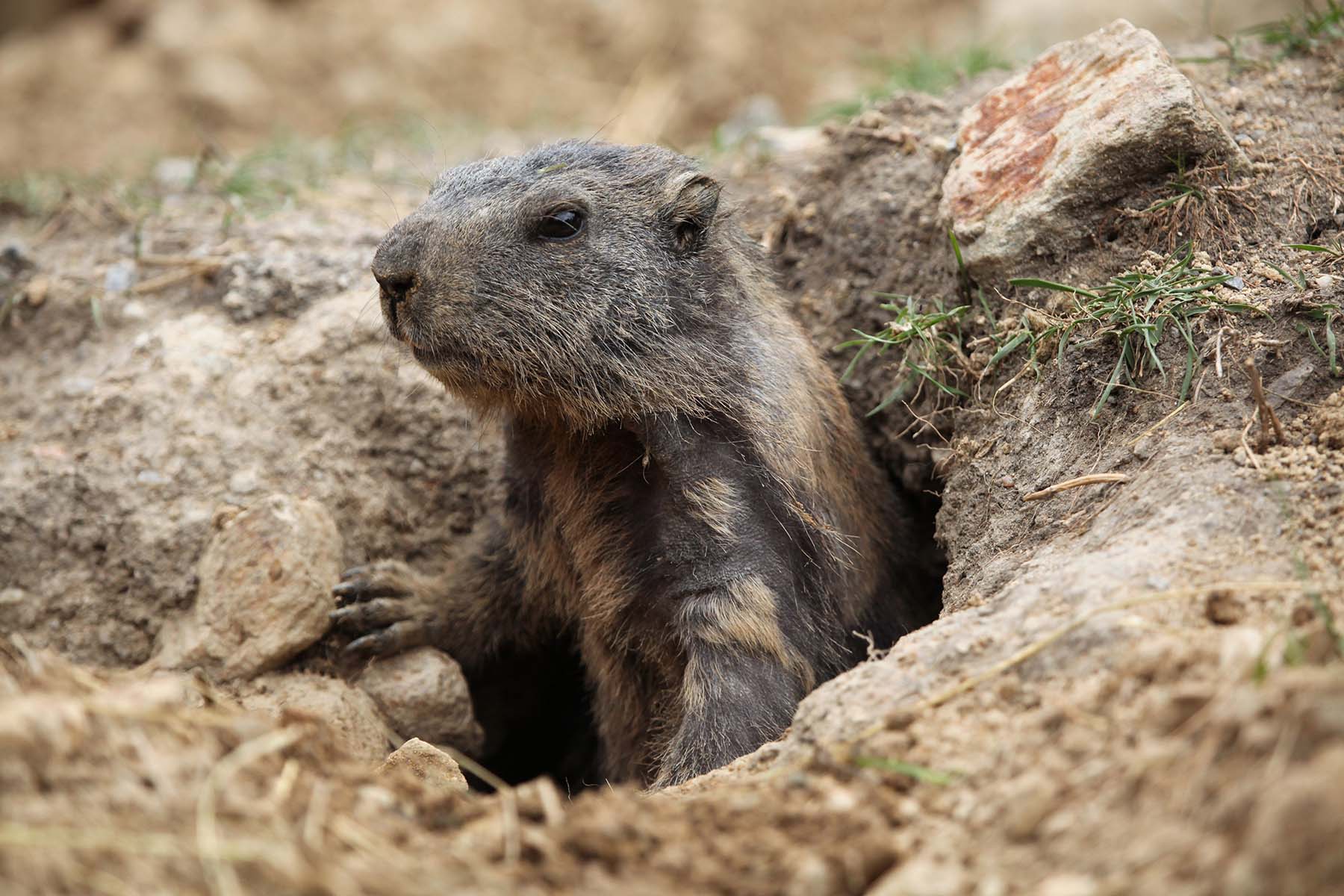 groundhog (noun) definition and synonyms | Macmillan Dictionary