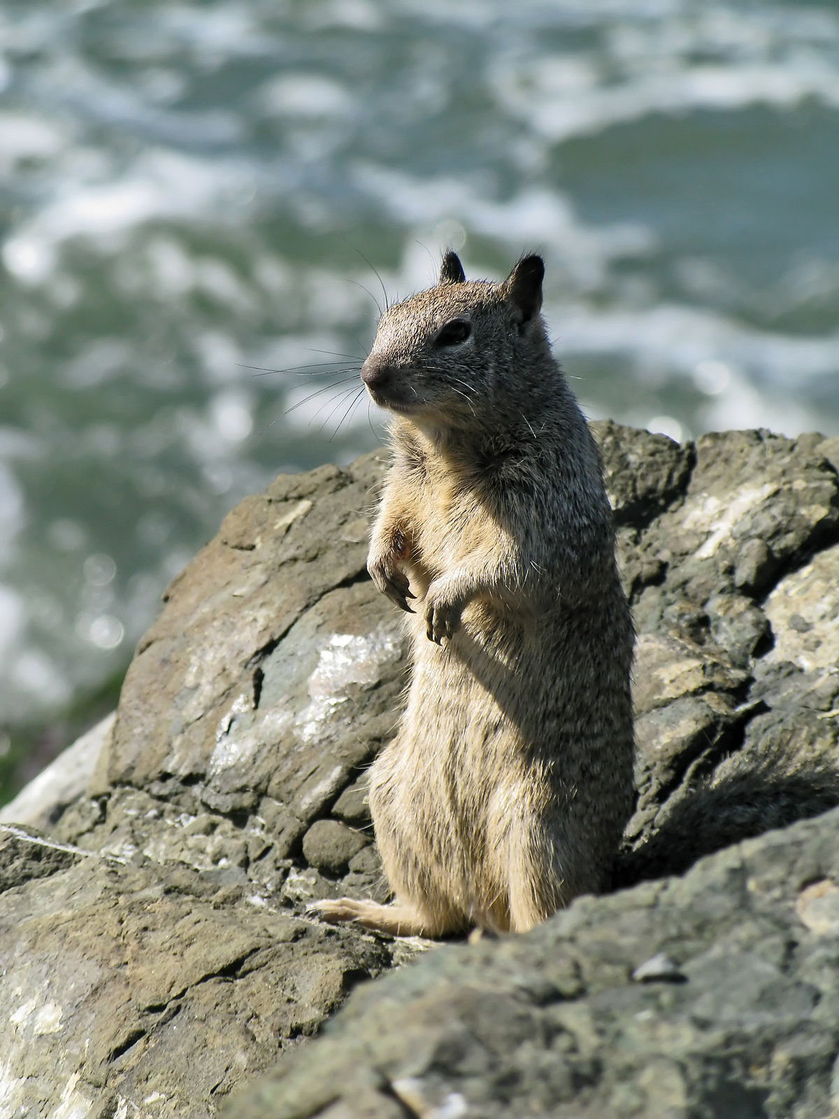 Ground squirrel - Wikipedia