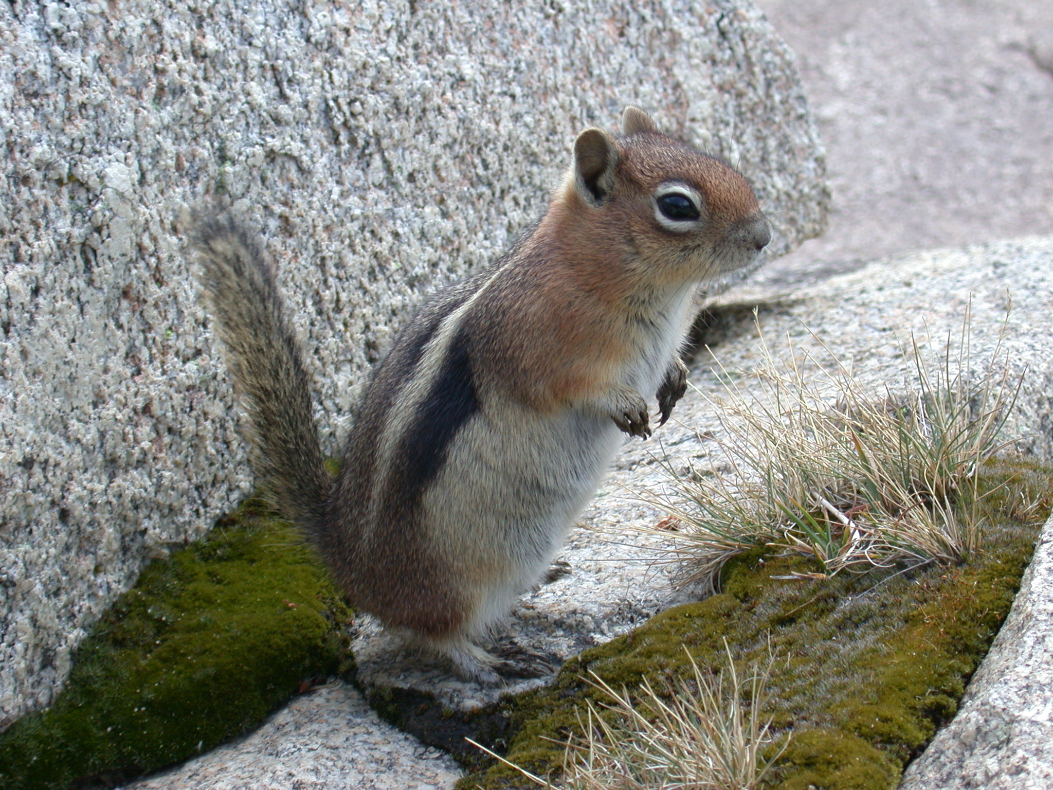 What Do Ground Squirrels Eat? | www.whatdosquirrelseat.org