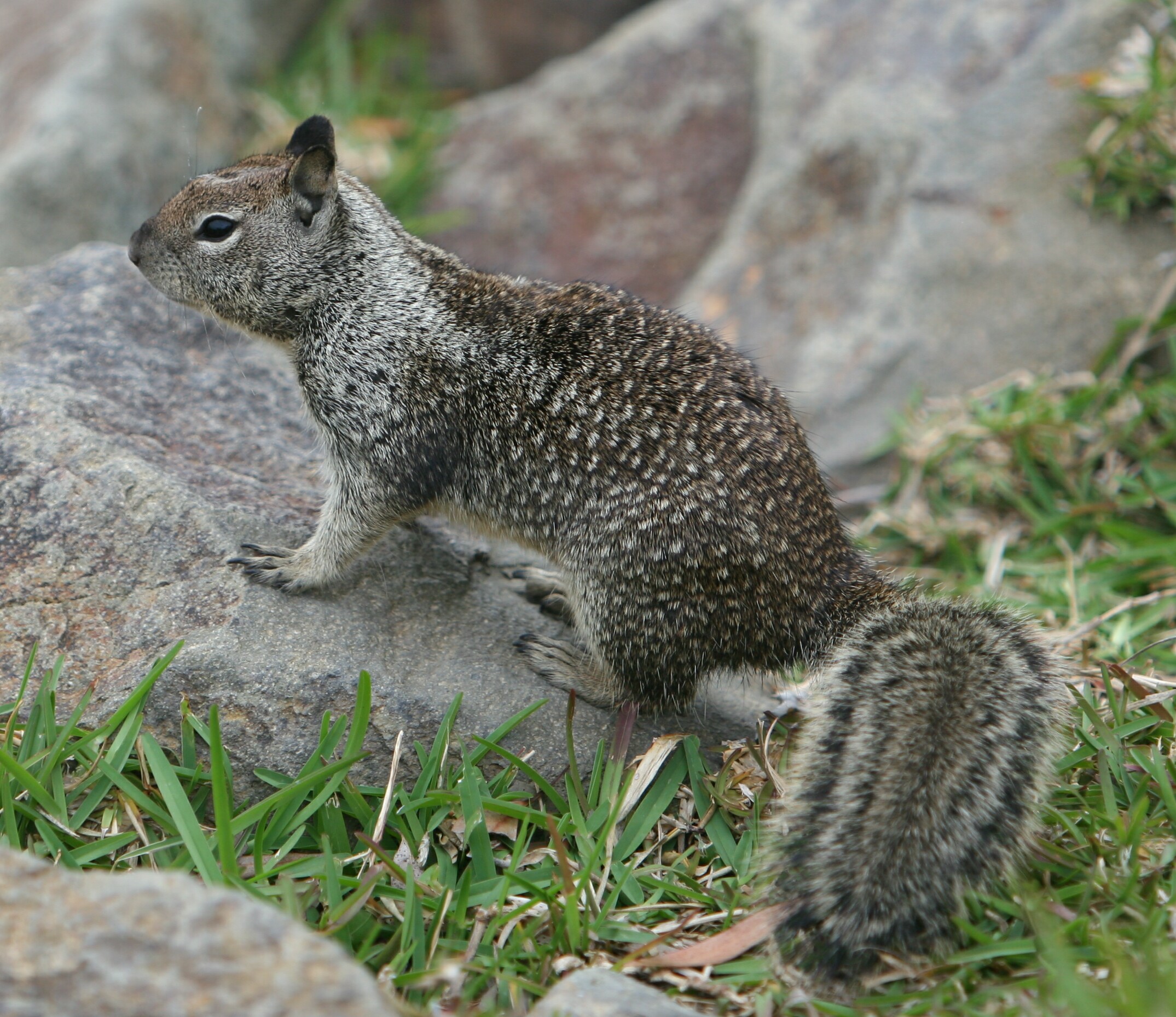 File:California Ground Squirrel Dana Point Harbor 2007 2.jpg ...