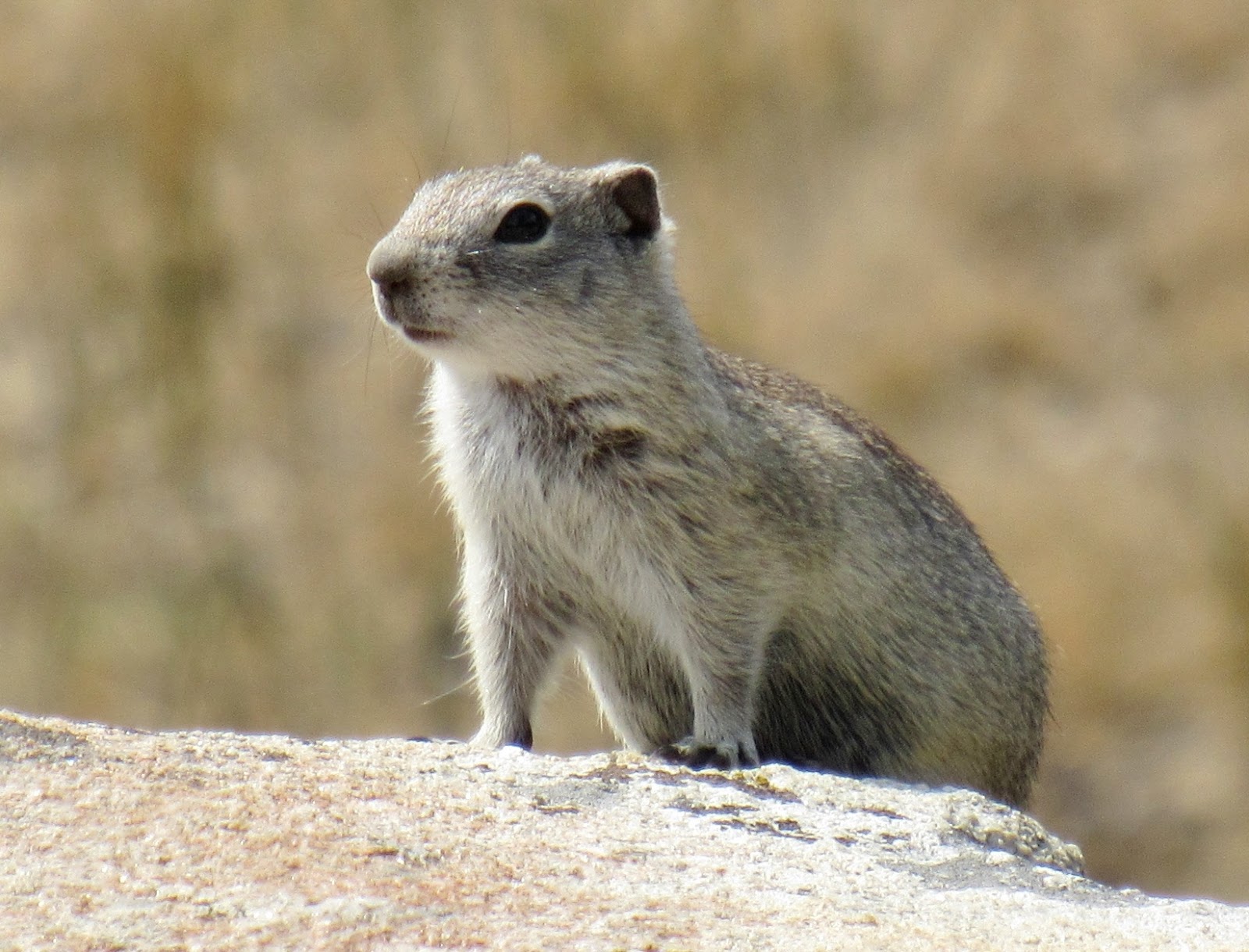Natural History Journal: Belding's Ground Squirrels