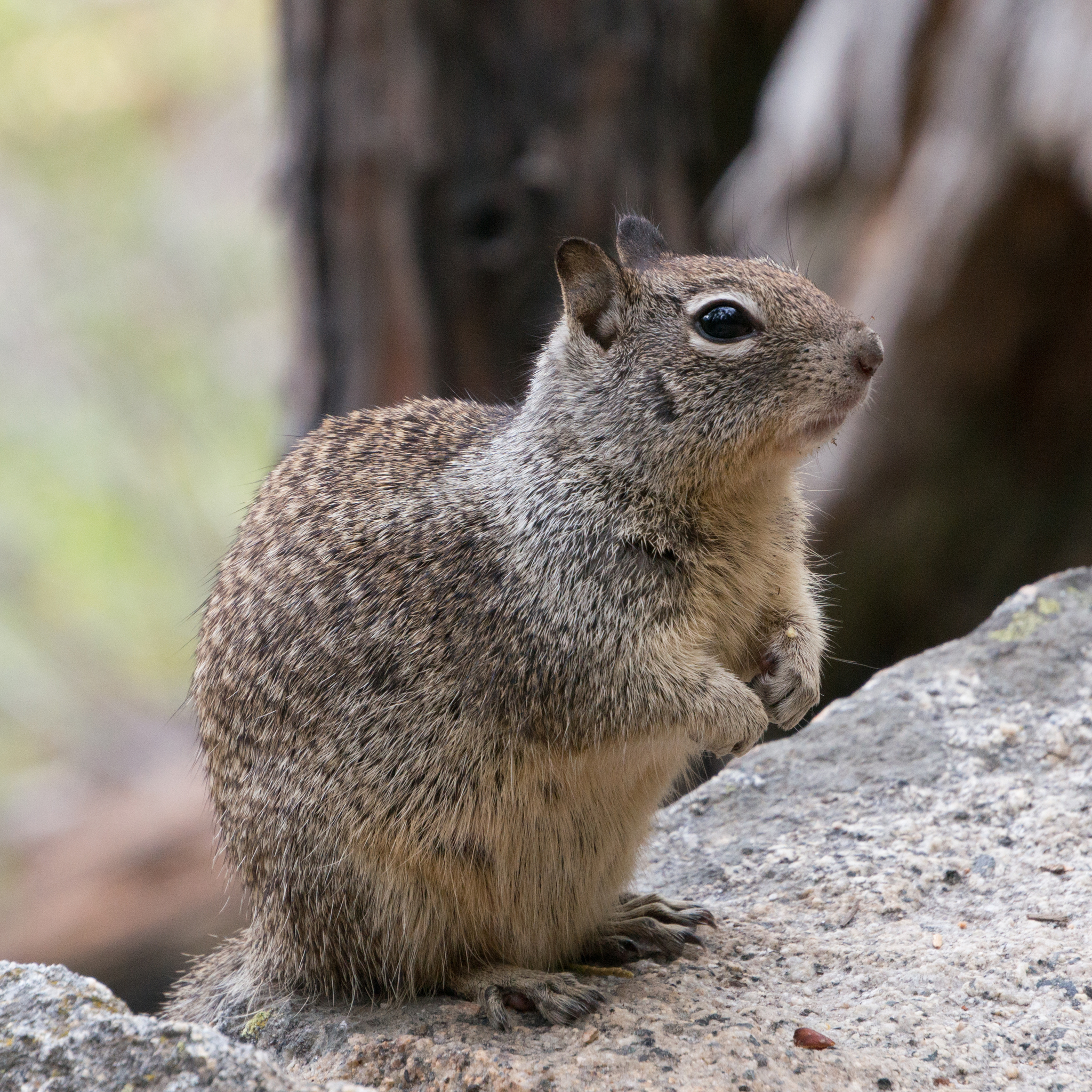 California Ground Squirrel (Otospermophilus beecheyi) · iNaturalist.org