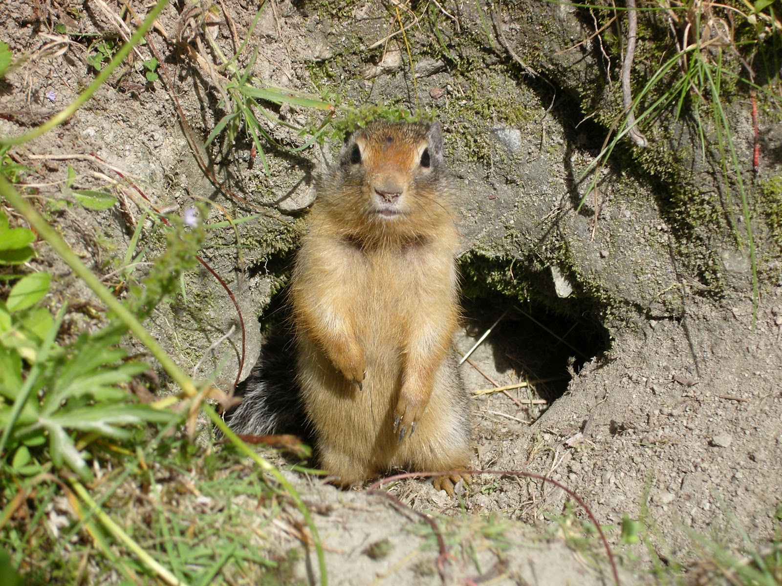 The News For Squirrels: Climate Change and the Columbian Ground Squirrel