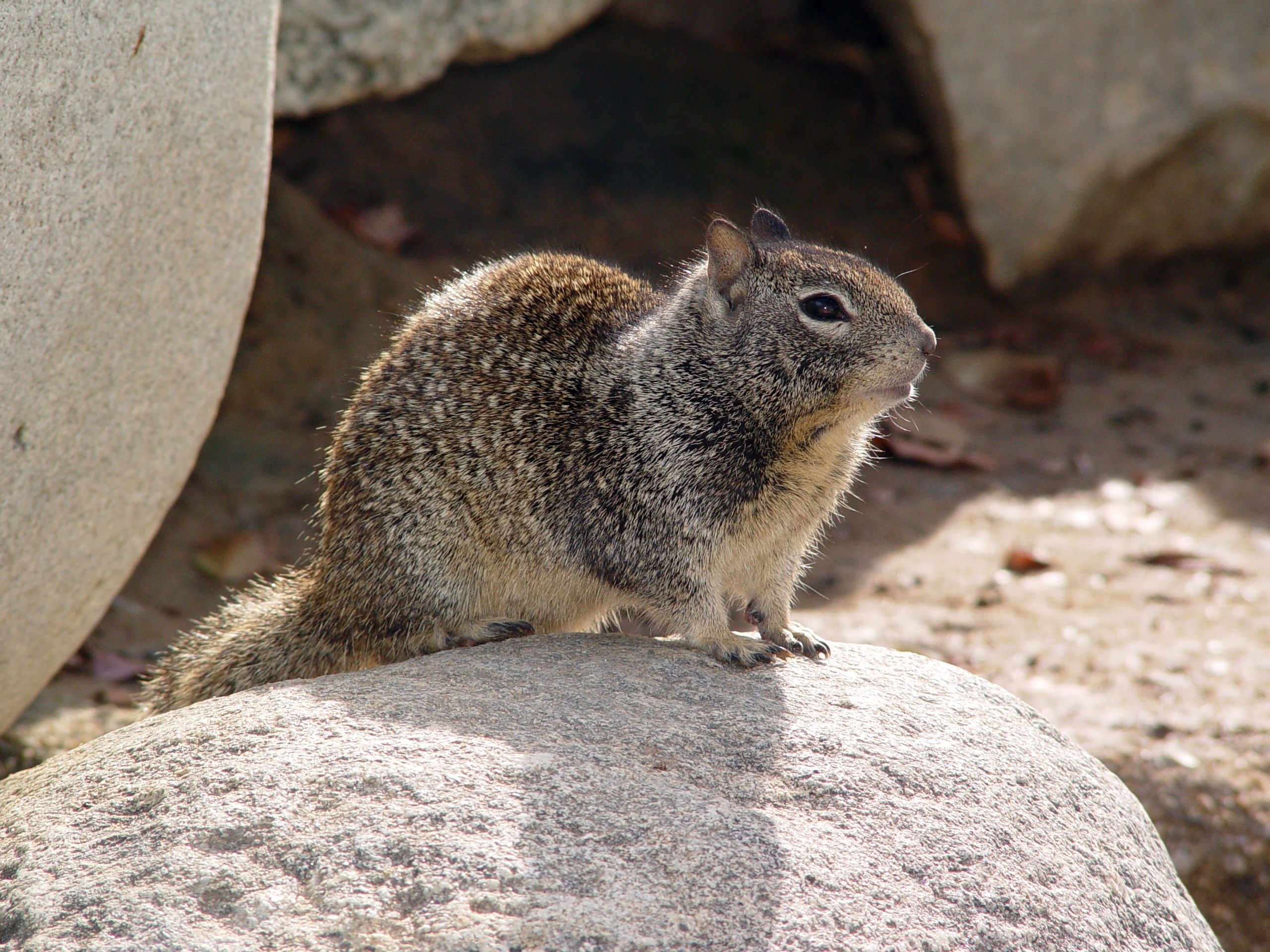 California ground squirrel - Wikipedia