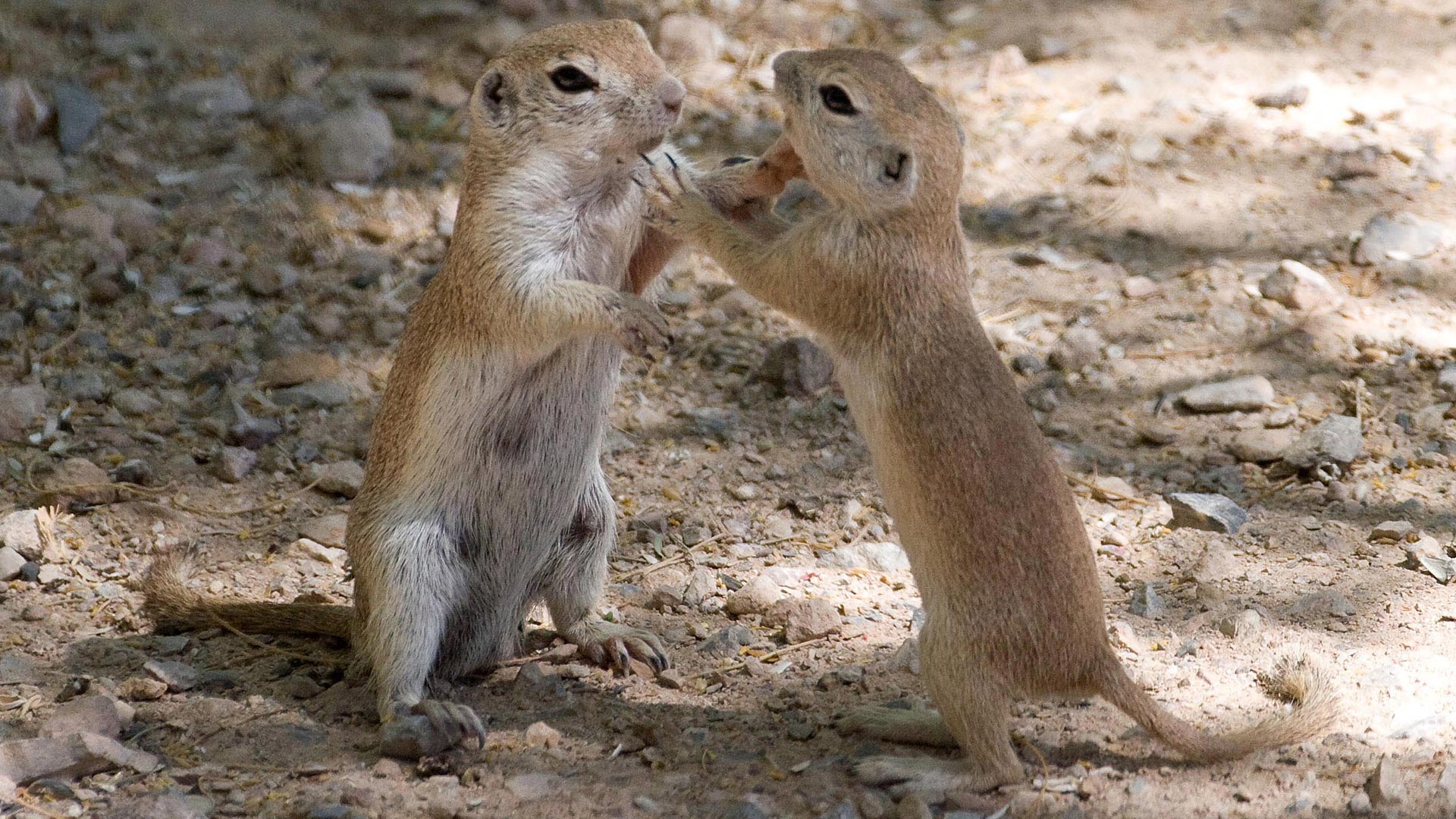 The Art of Paying Attention: Round-tailed Ground Squirrels - AZPM
