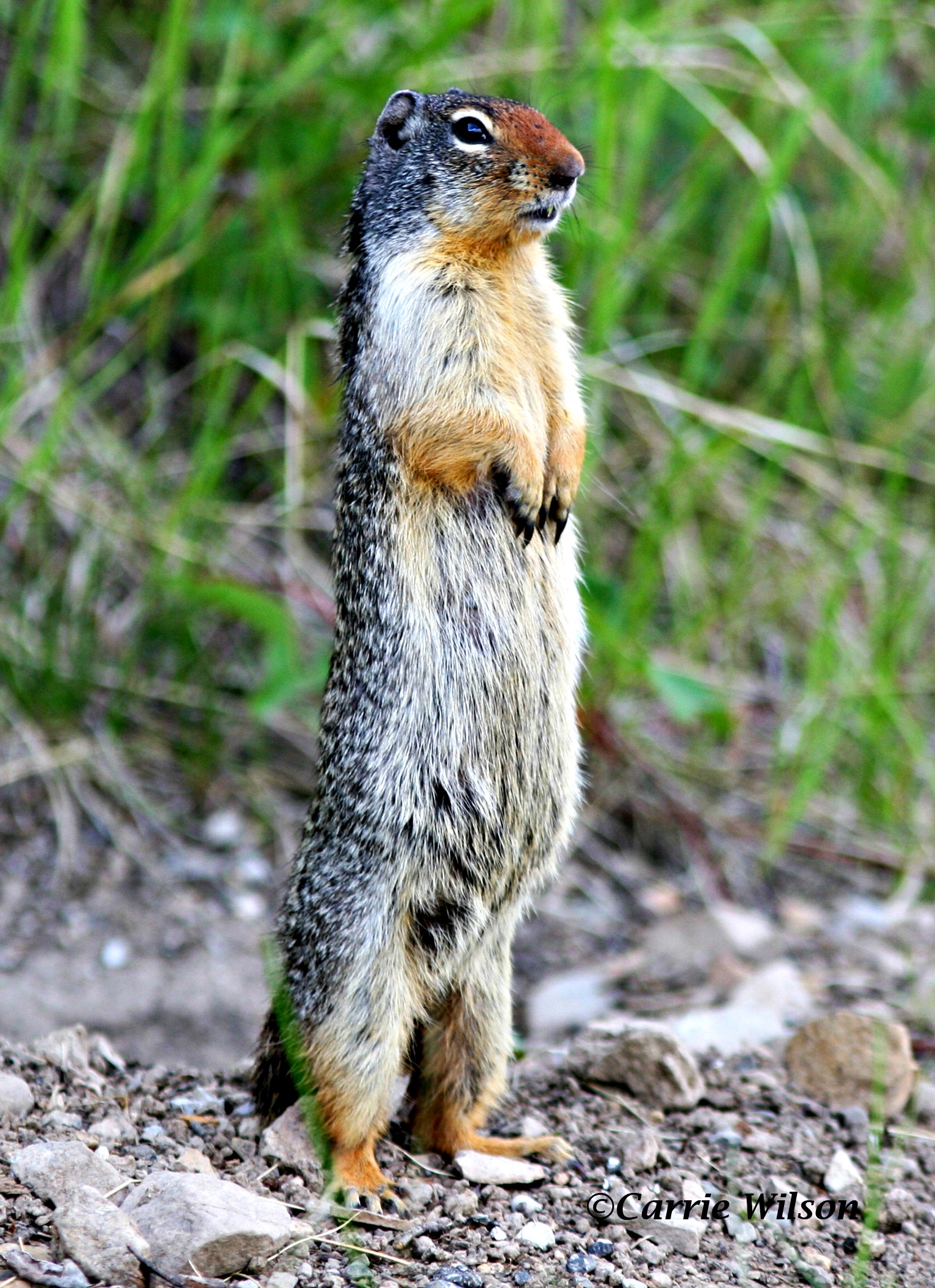 Any health dangers associated with eating ground squirrels? - Pete ...
