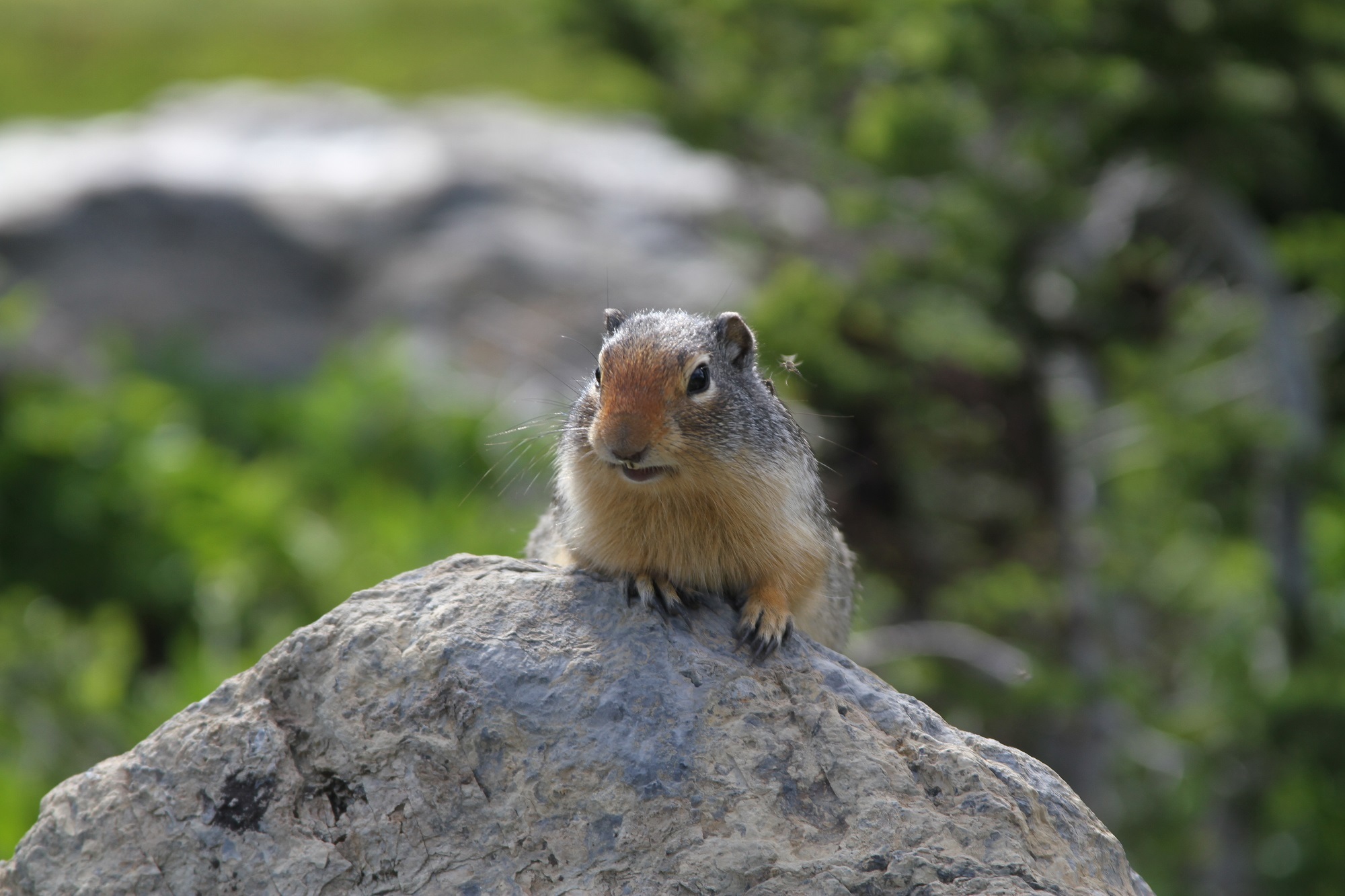 Free Photo Ground Squirrel Animal Ground Nature Free Download 