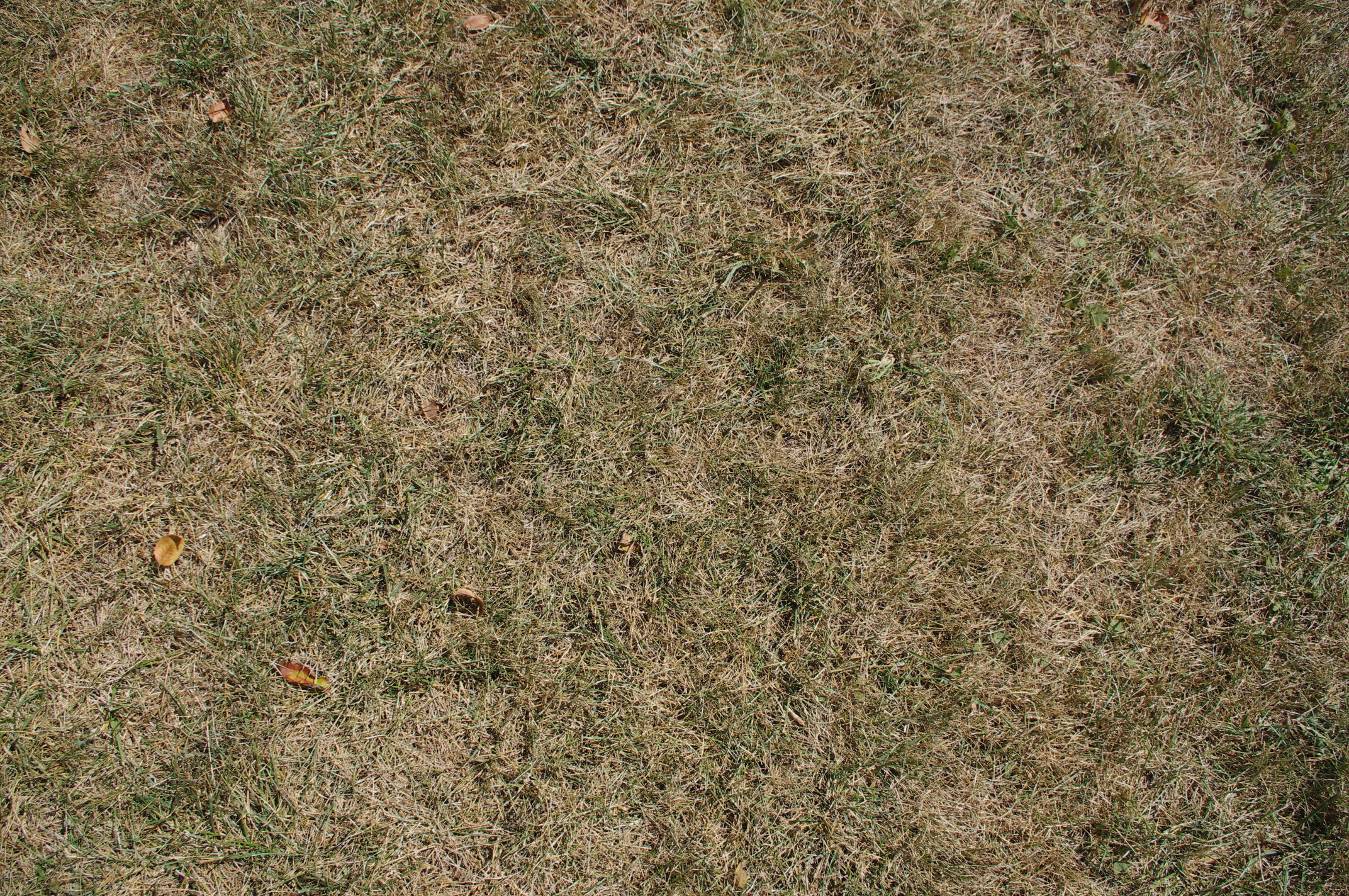 45 high-res ground texture photos - IMGP0911.JPG | Liberated Pixel Cup