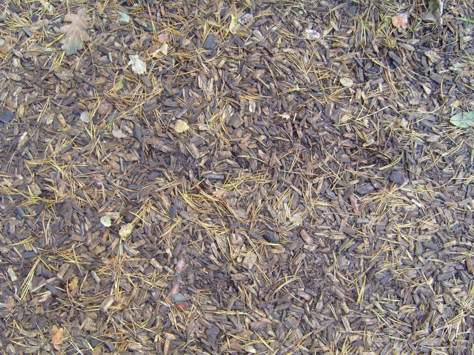 File:Forest ground wood chips pine needles.jpg - Wikimedia Commons
