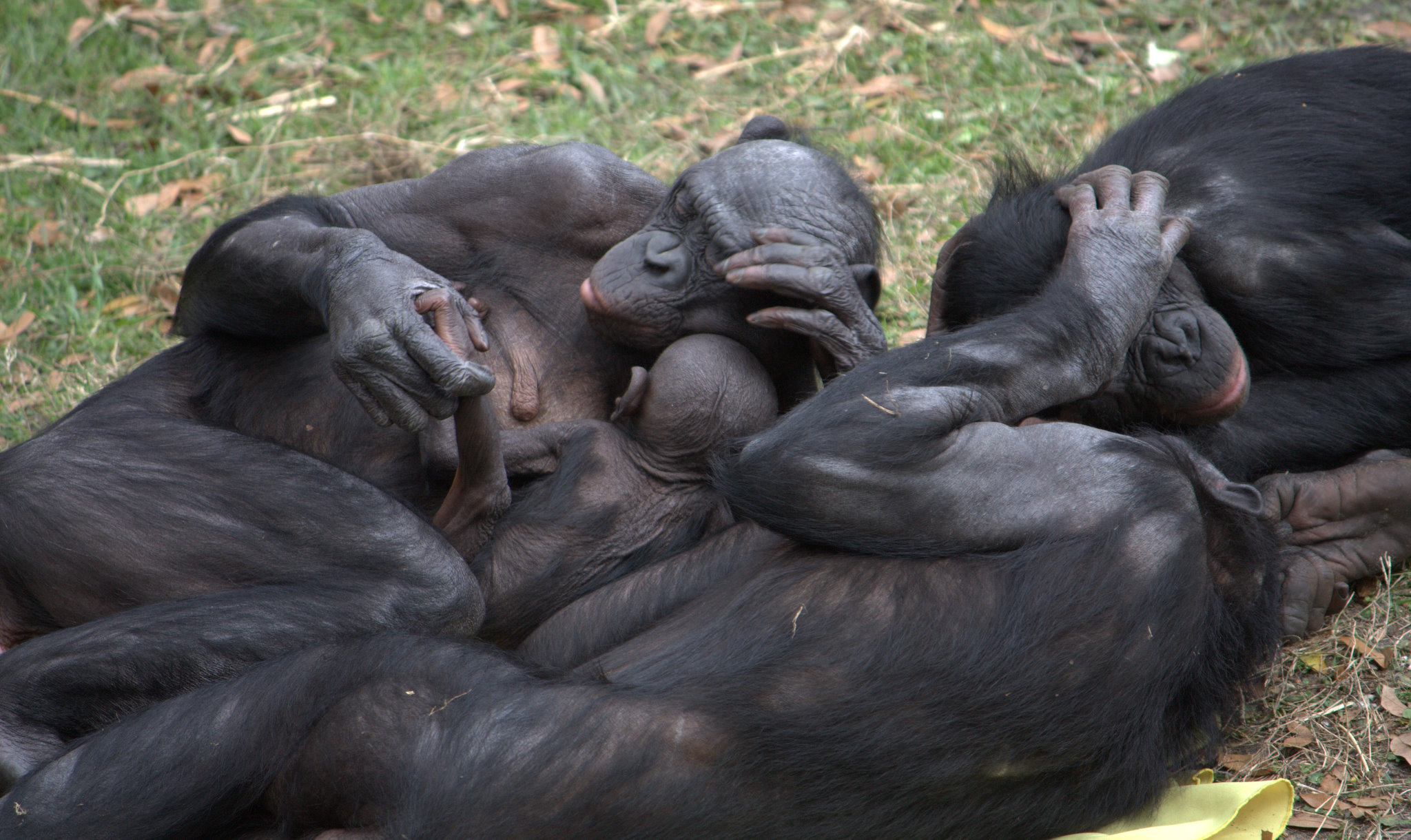 Apes comfort with hugs