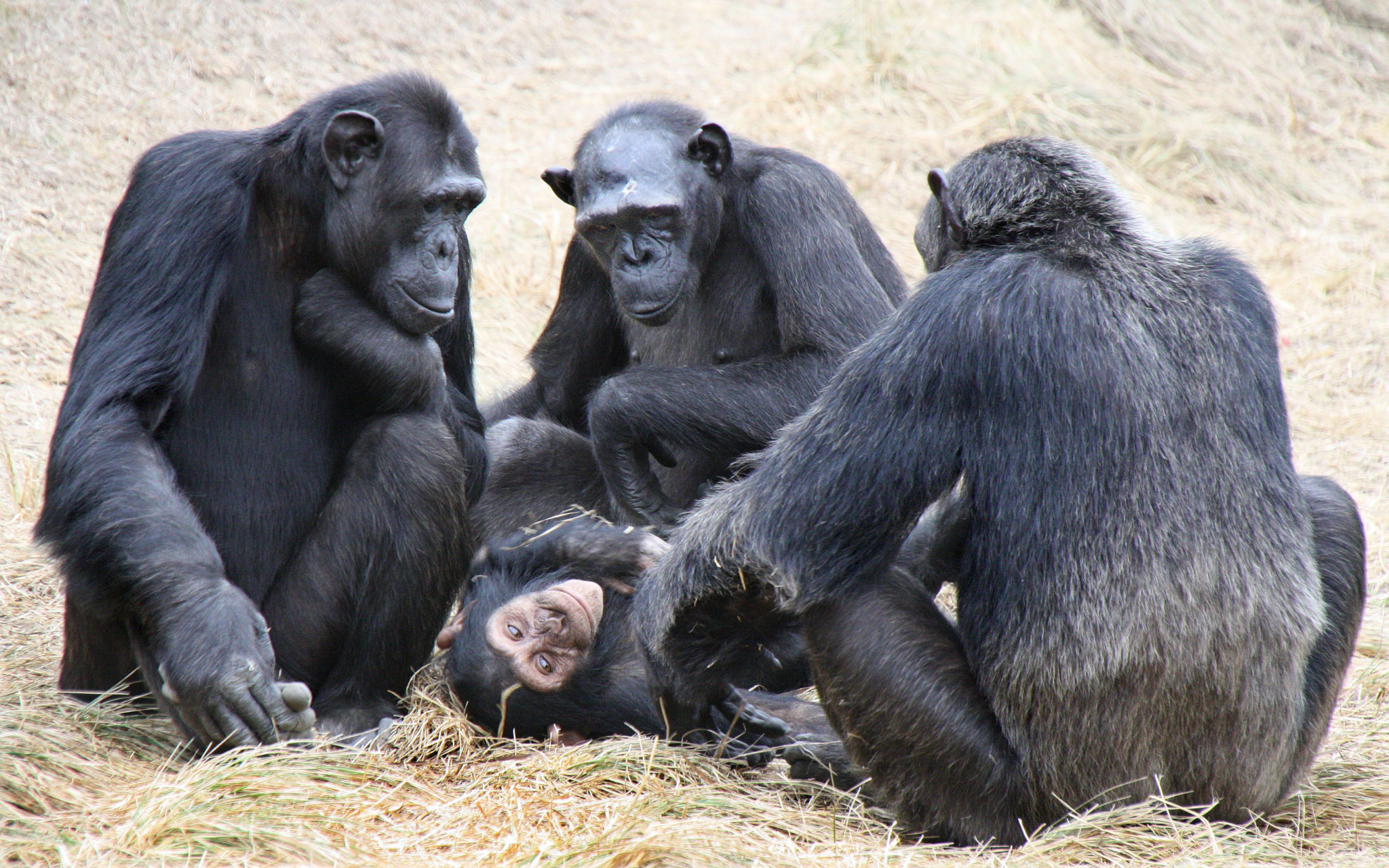Here are 4 Ways Chimpanzees are Basically Superheroes