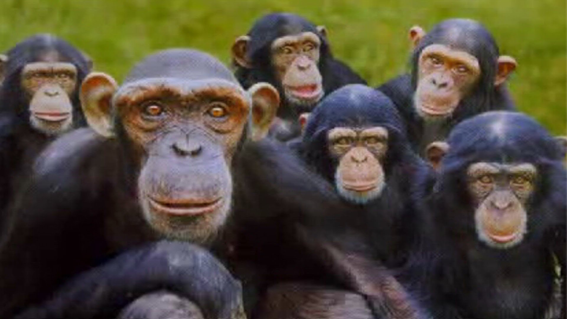 apes group | Meme Generator