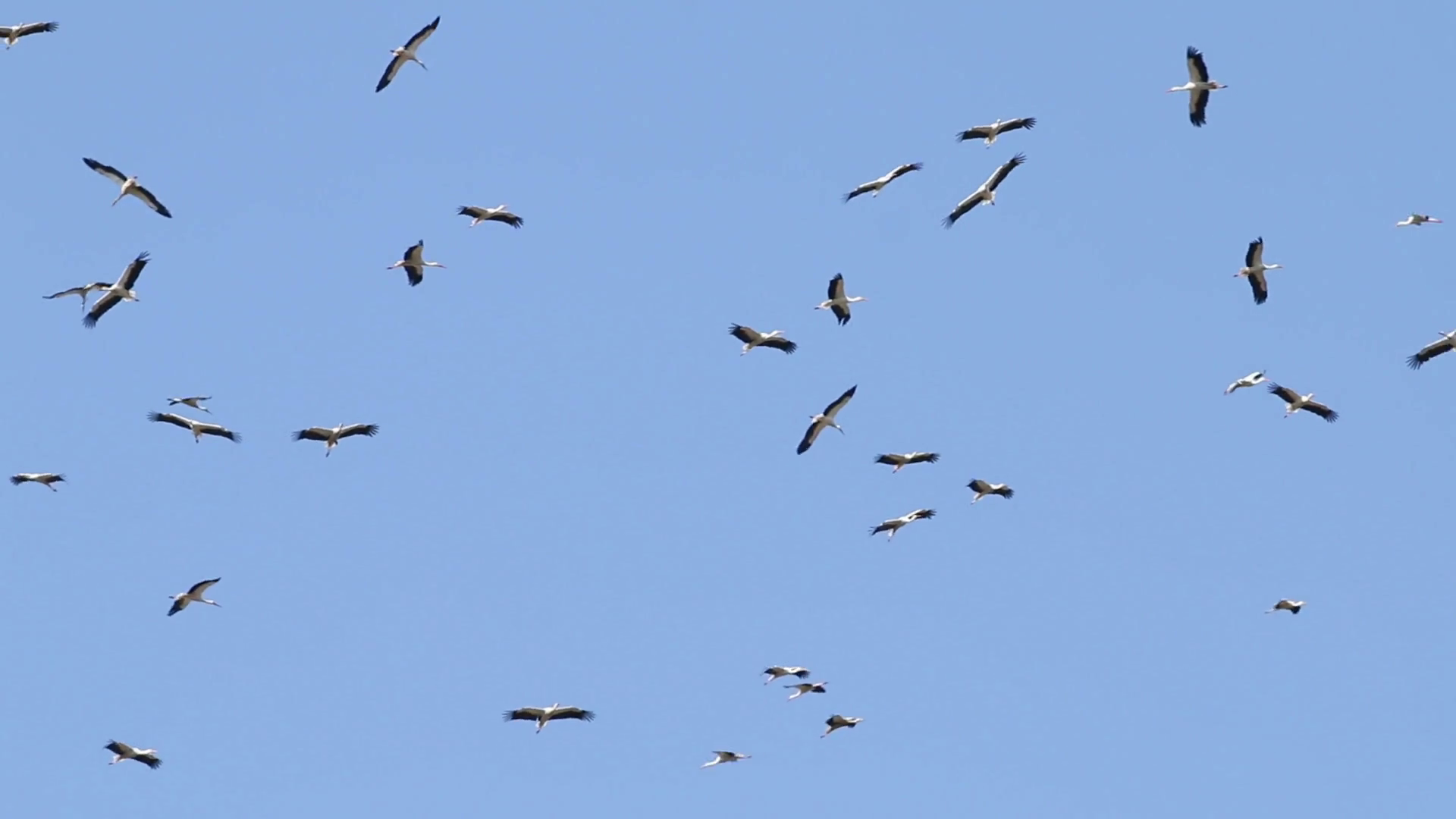 Birds Flying Migrate Flock Large Group Formation Crows Pack Flight ...