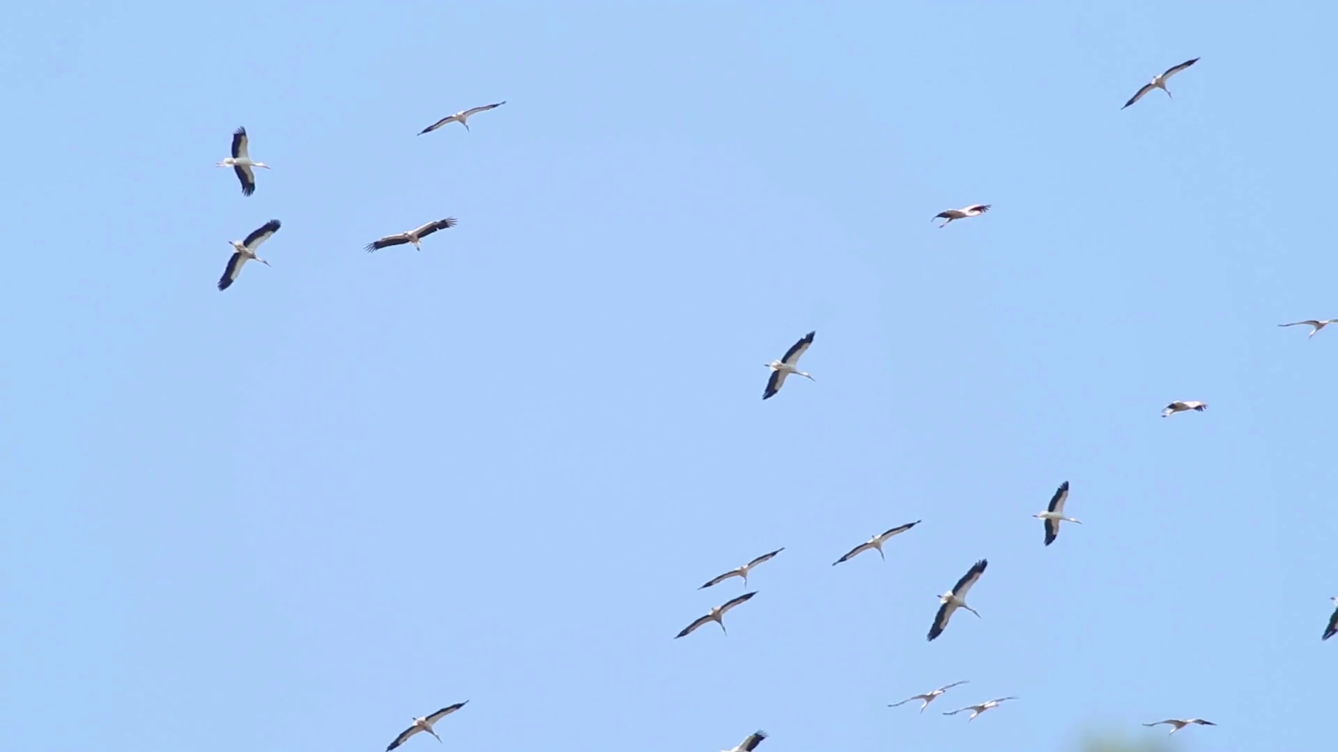 Migrating big flock of Flying Storks. Migration of Flying large ...