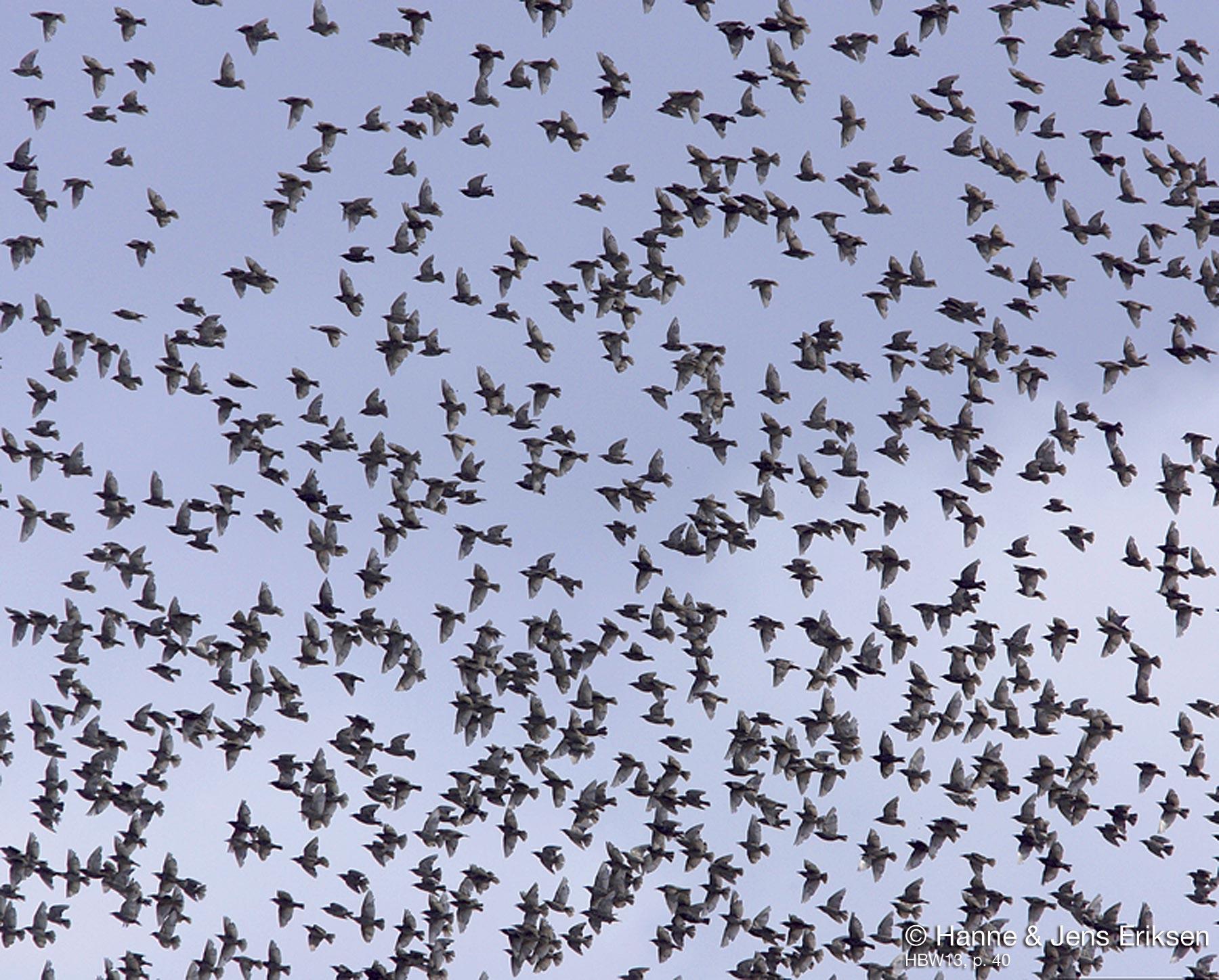 Common Starling (Sturnus vulgaris) A big group of birds flying ...