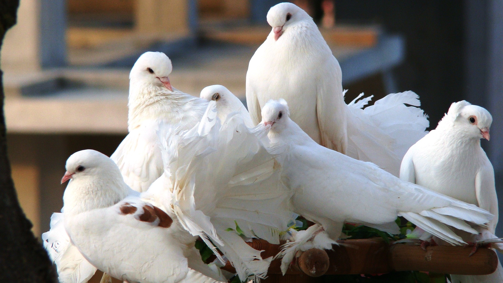 White pigeon birds group nice pictures - New hd wallpaperNew hd ...