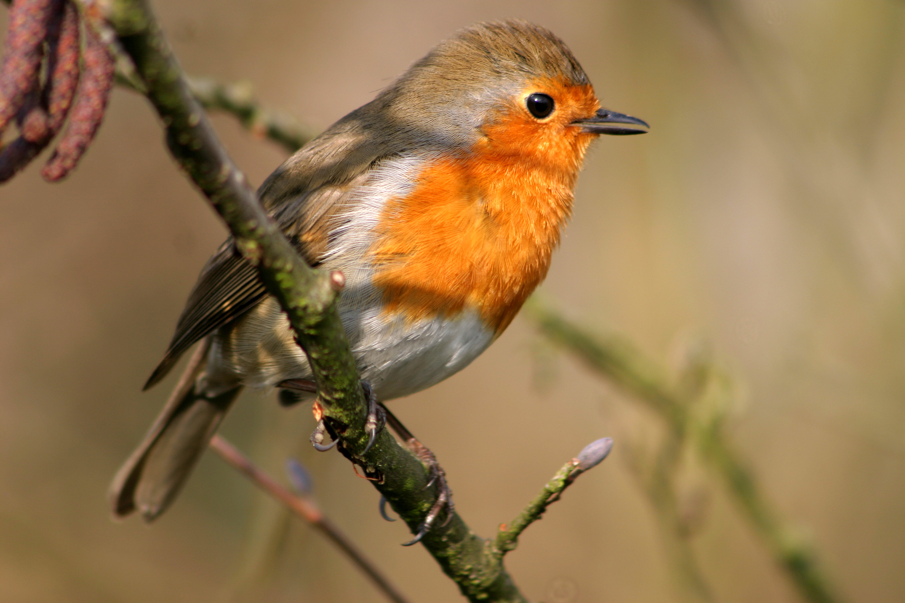 Chats and Robins - BIRDS BY COMMON NAME GROUPS