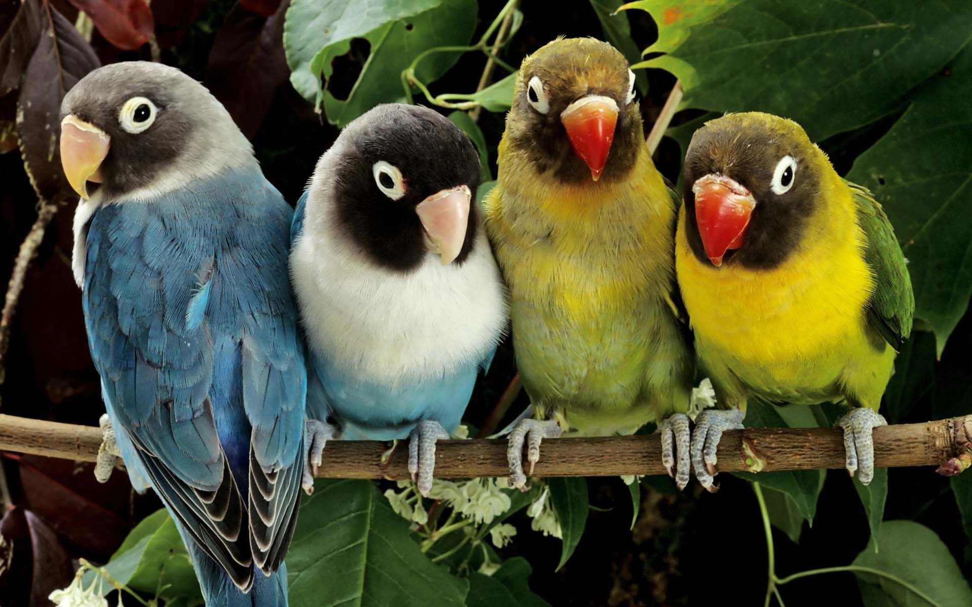 A Group Of Birds | HD Animals and Birds Wallpapers for Mobile and ...