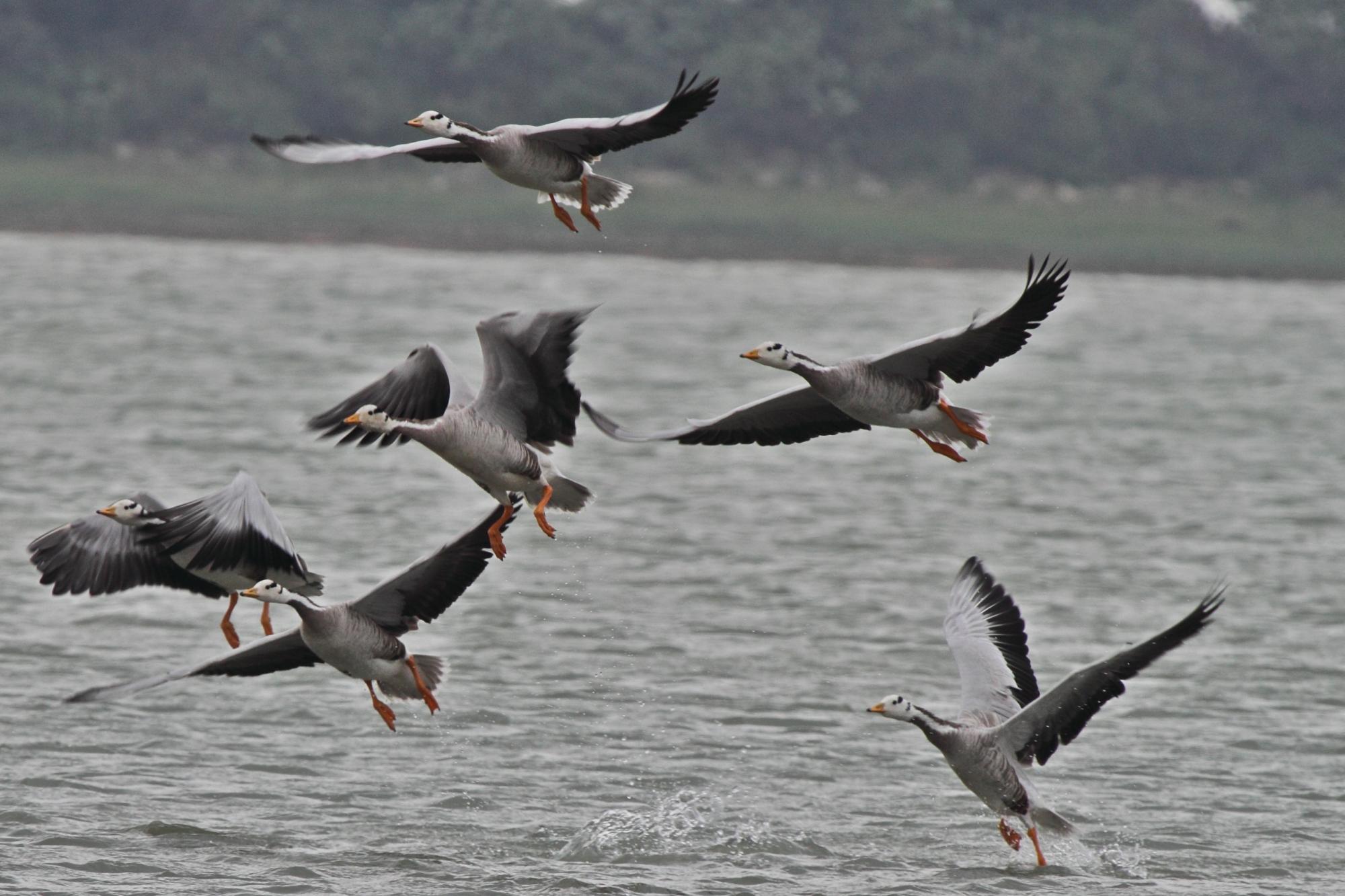 Bar-headed Goose (Anser indicus) A group of birds in flight | the ...