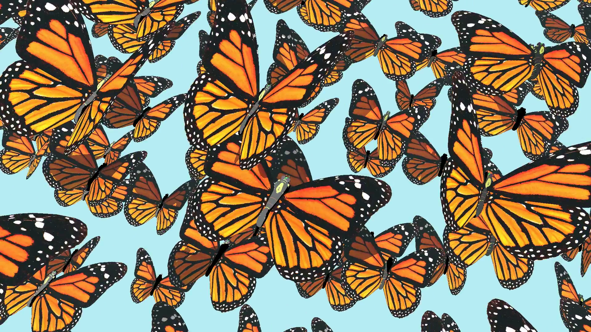 Flying butterflies group of butterflies Motion Background - Videoblocks